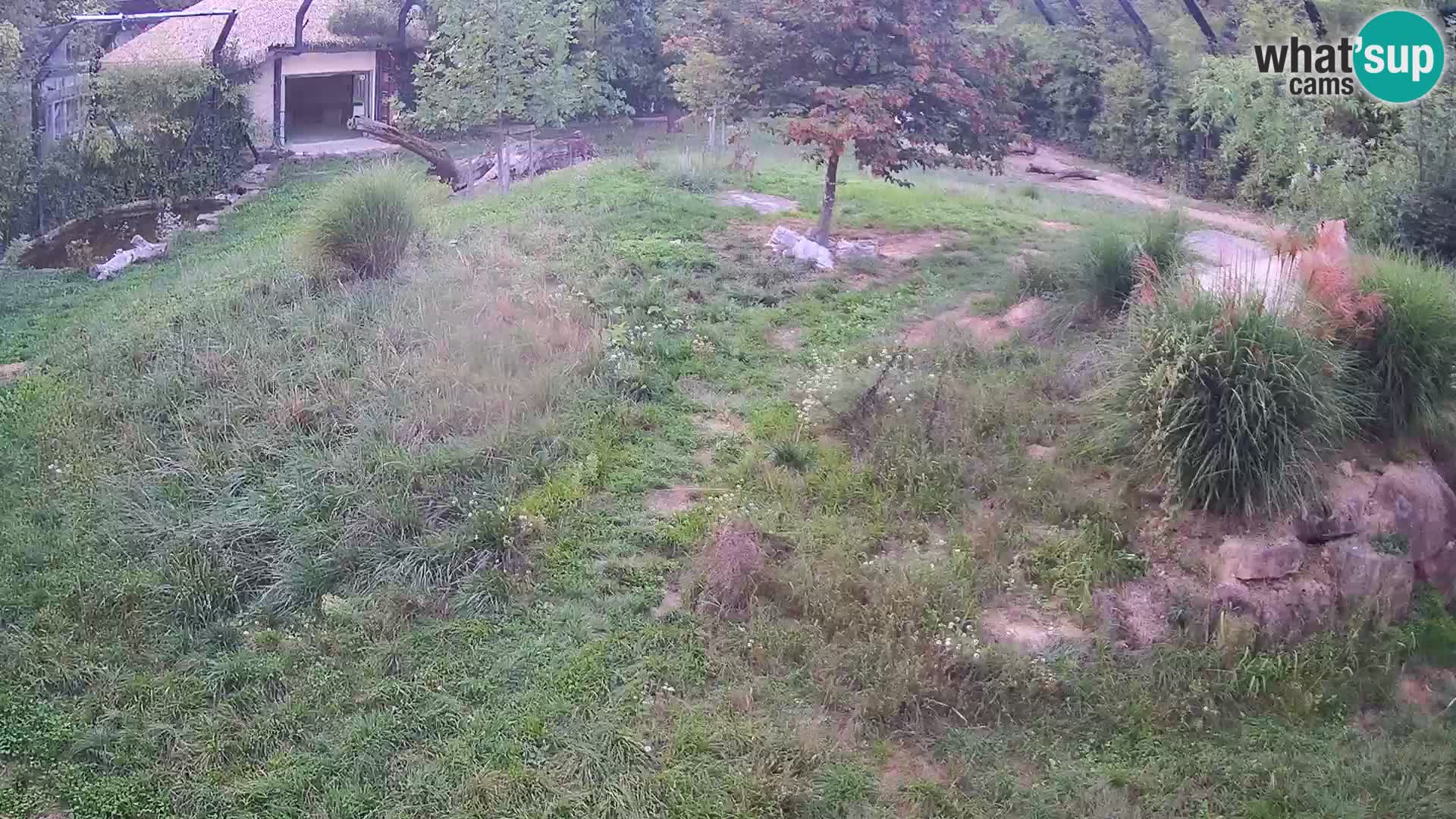 Ljubljana Zoo webcam Lion