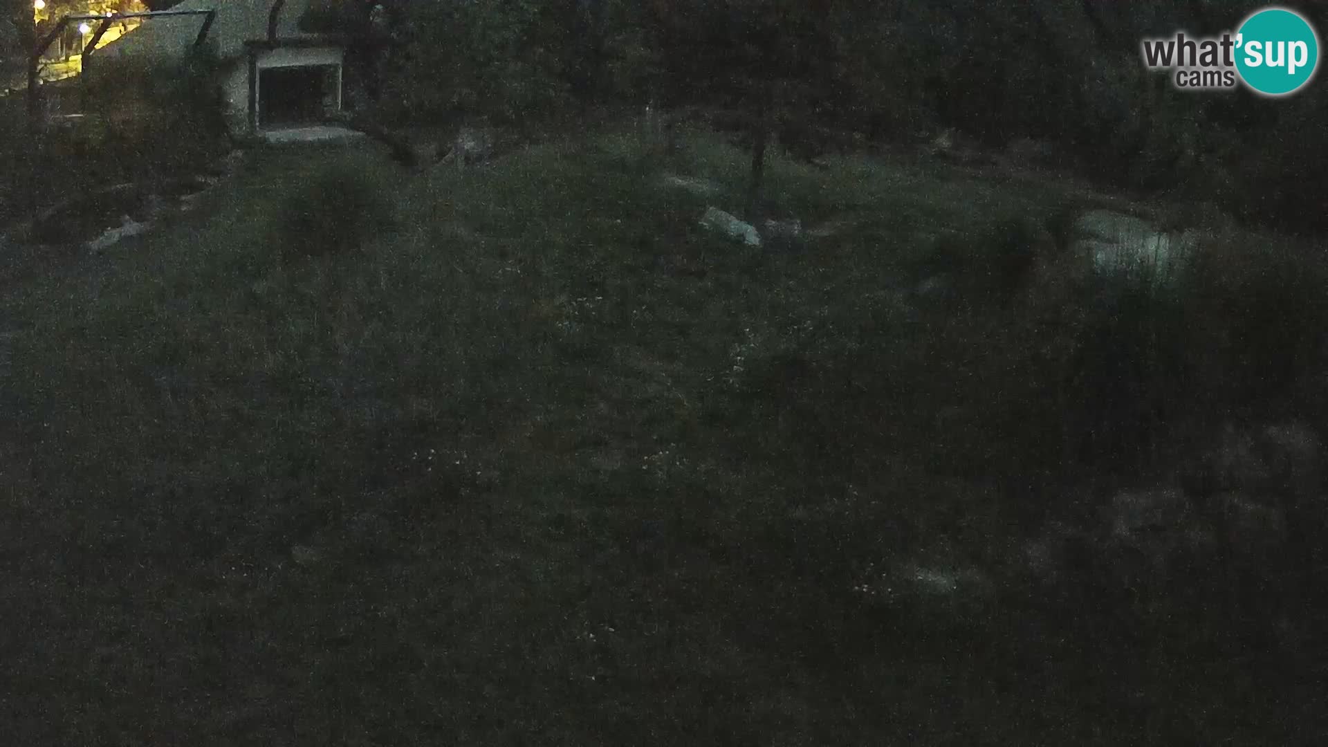 Zoo Ljubljana camera en vivo Leones