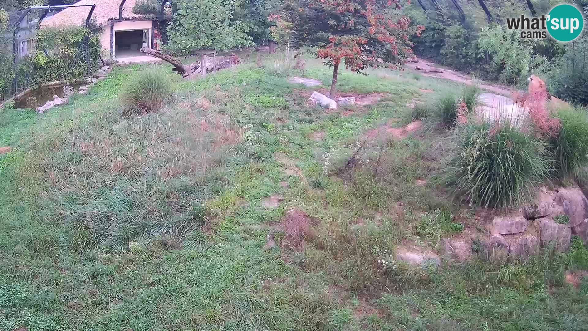 Zoo Ljubljana webcam Löwen