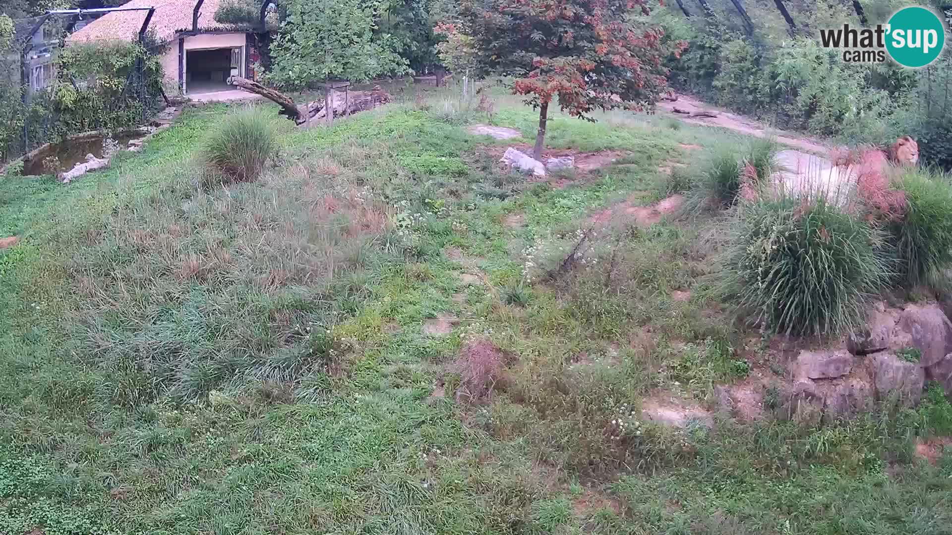 Zoo Lubiana live webcam Leoni