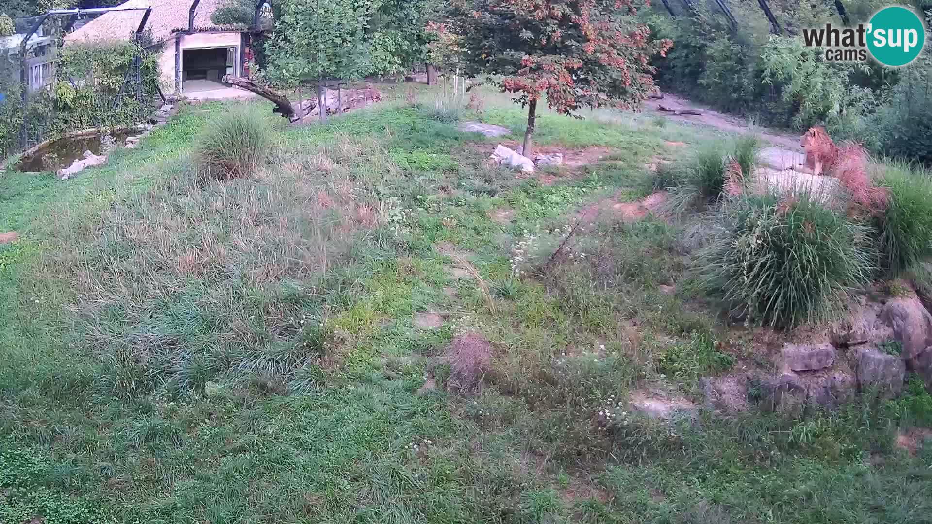 Zoo Lubiana live webcam Leoni