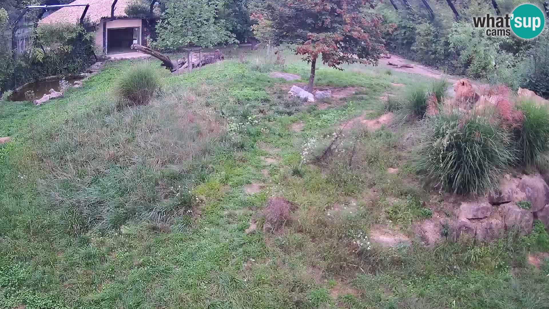 Ljubljana Zoo webcam Lion