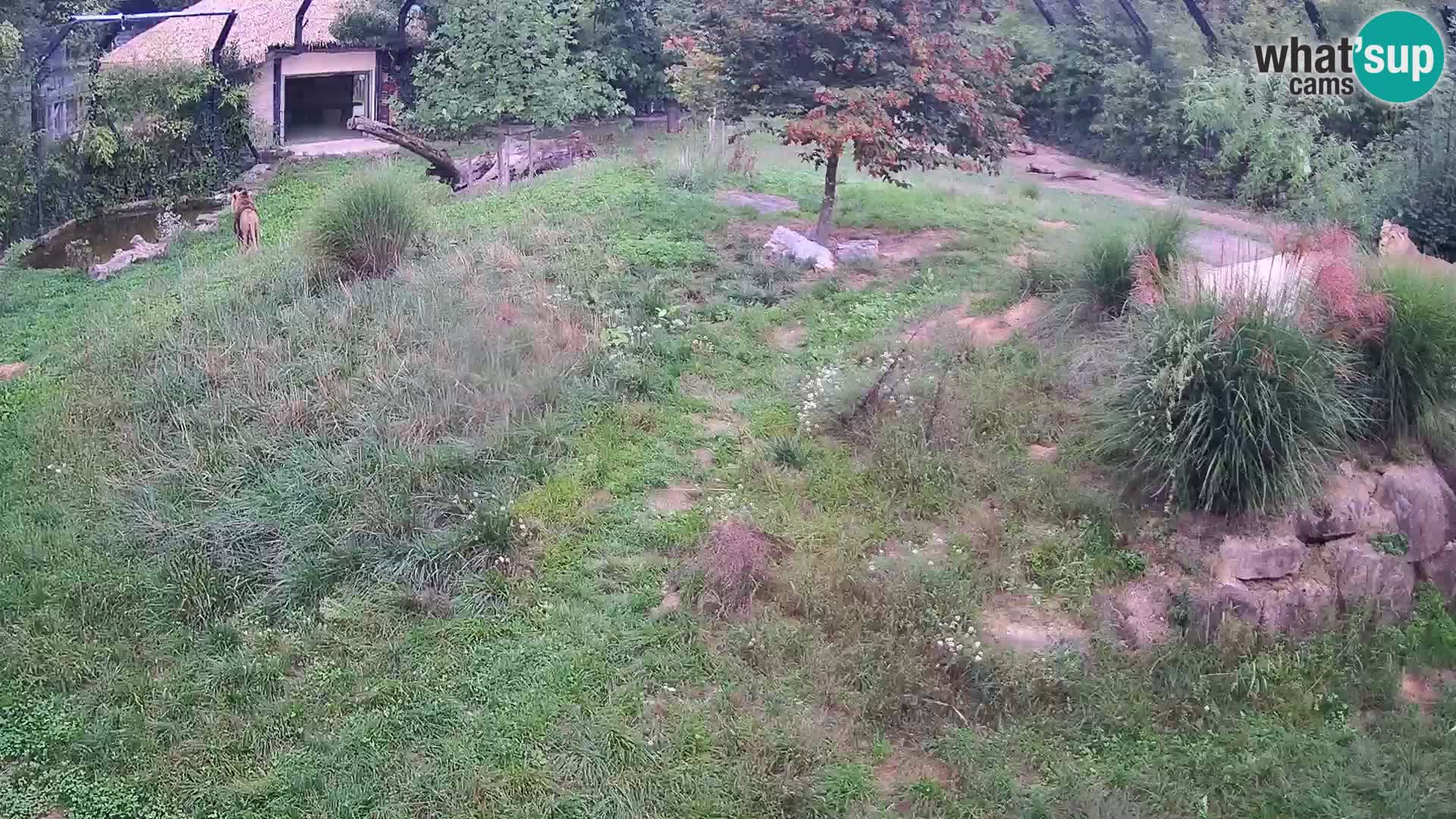Live Ljubljana Zoo webcam Lion