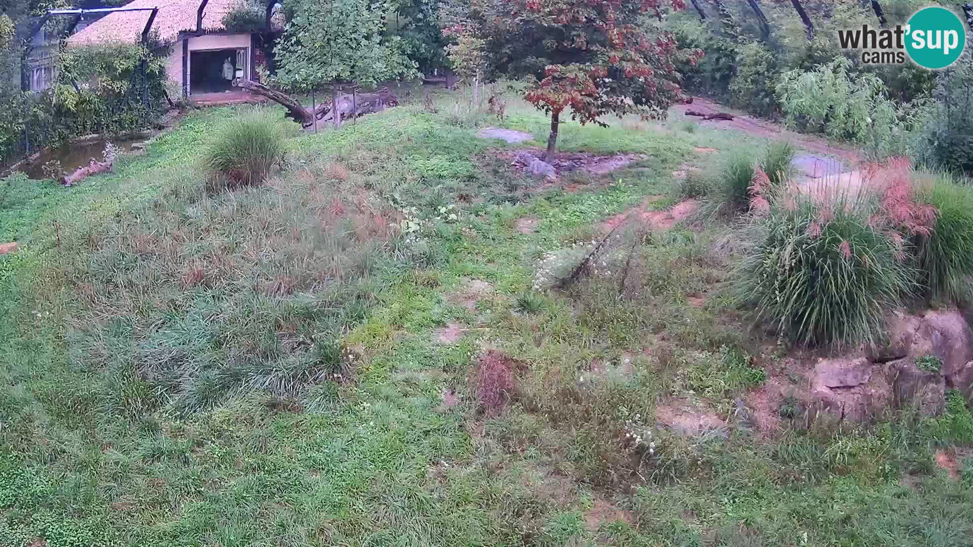Live Ljubljana Zoo webcam Lion