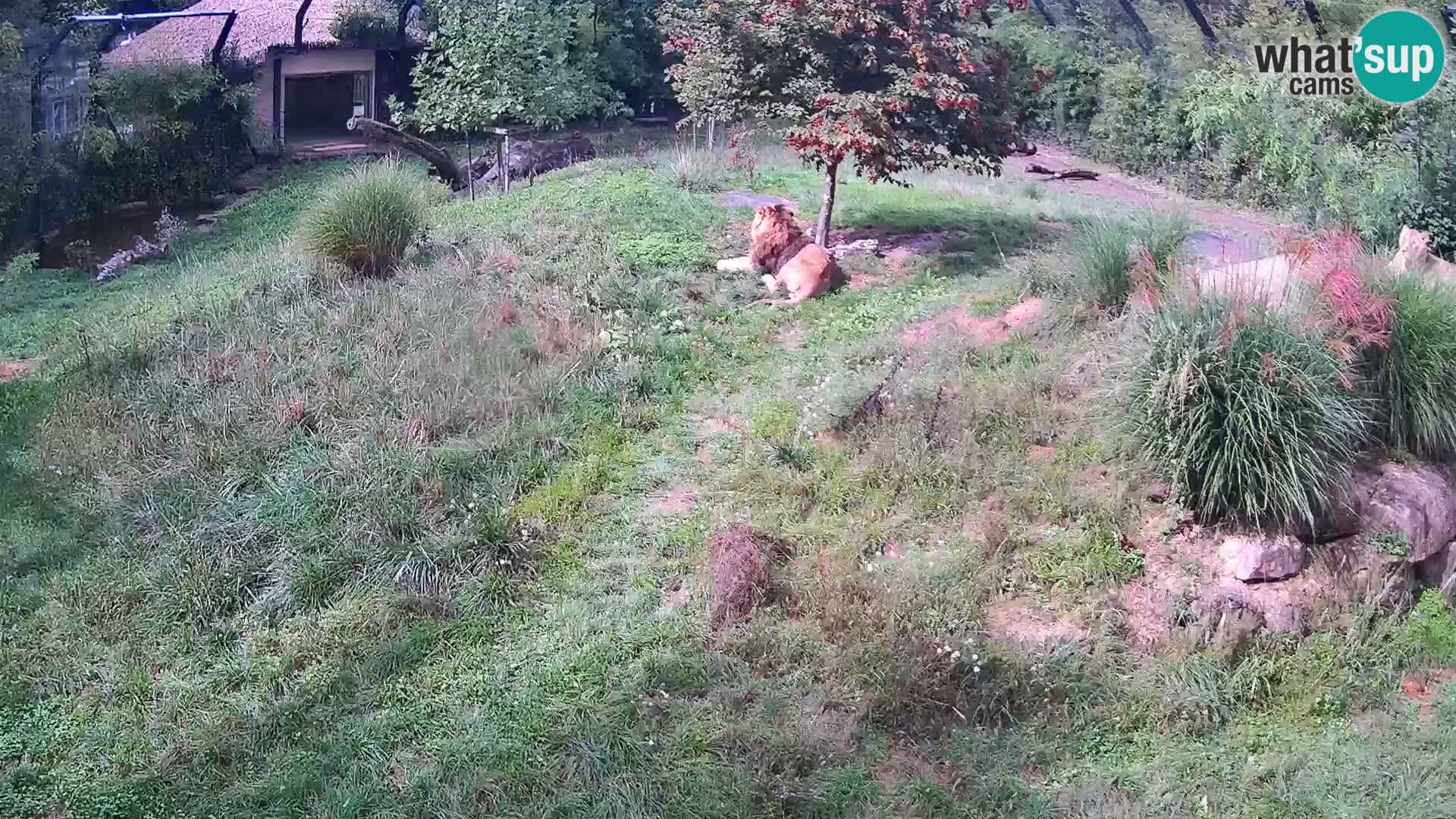 Ljubljana Zoo webcam Lion