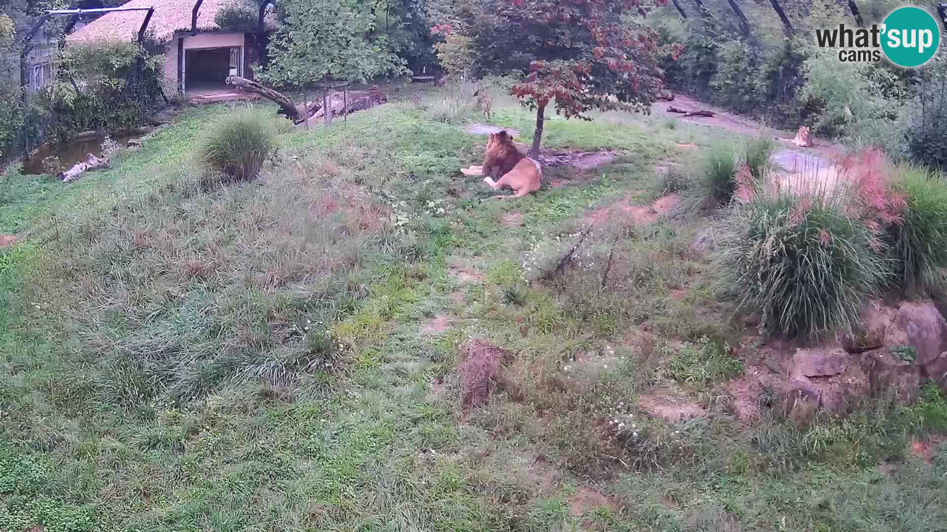 Zoo Lubiana live webcam Leoni