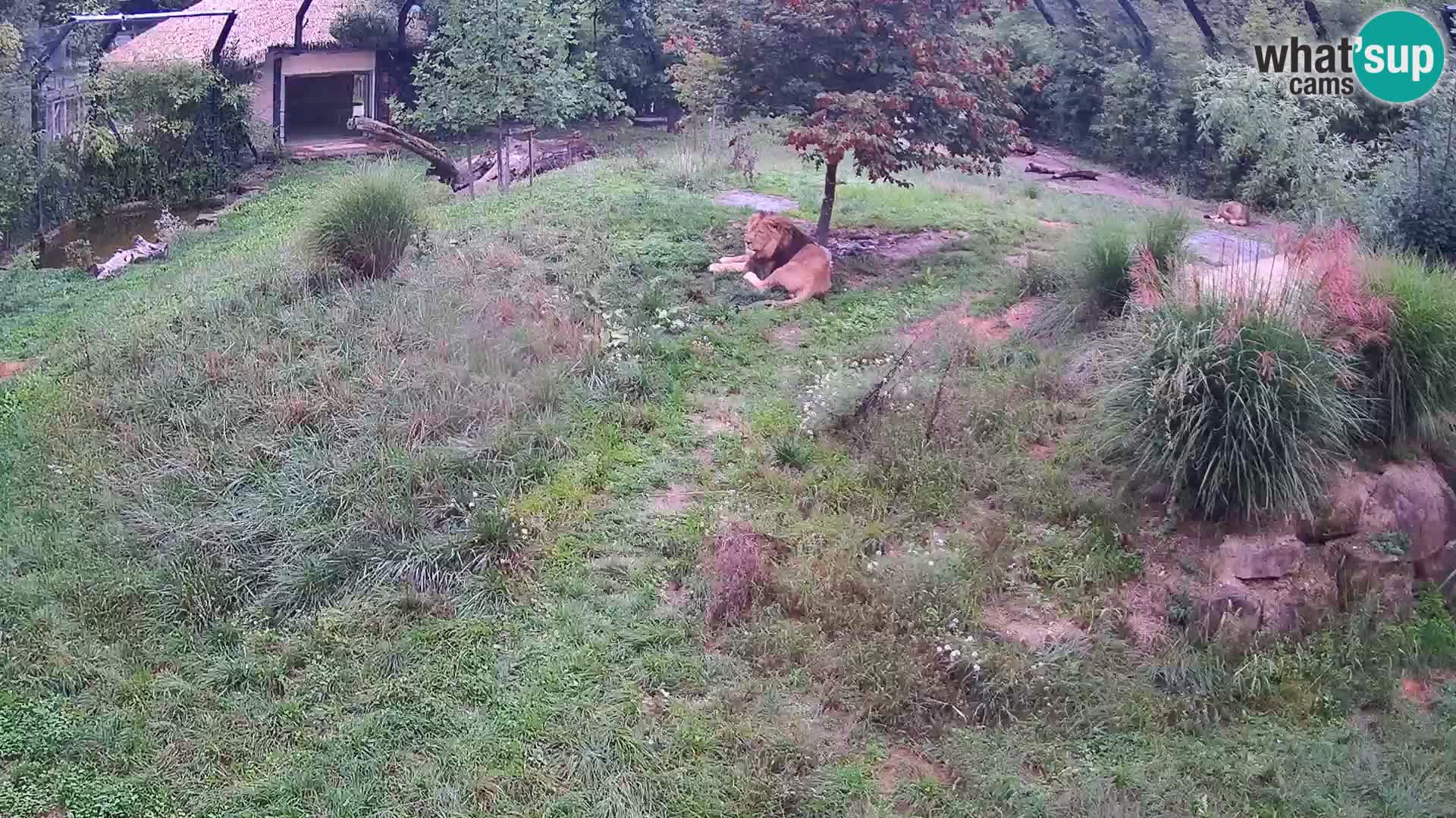 Zoo Ljubljana camera en vivo Leones