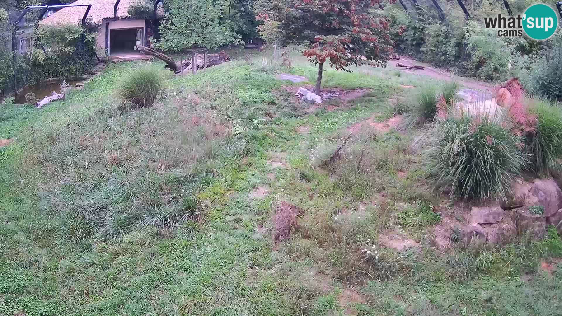 Ljubljana Zoo webcam Lion