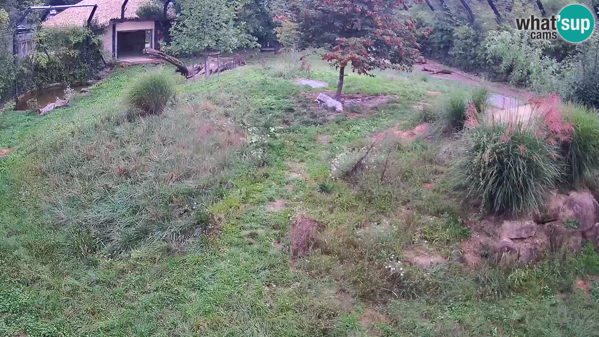 Zoo Ljubljana camera en vivo Leones