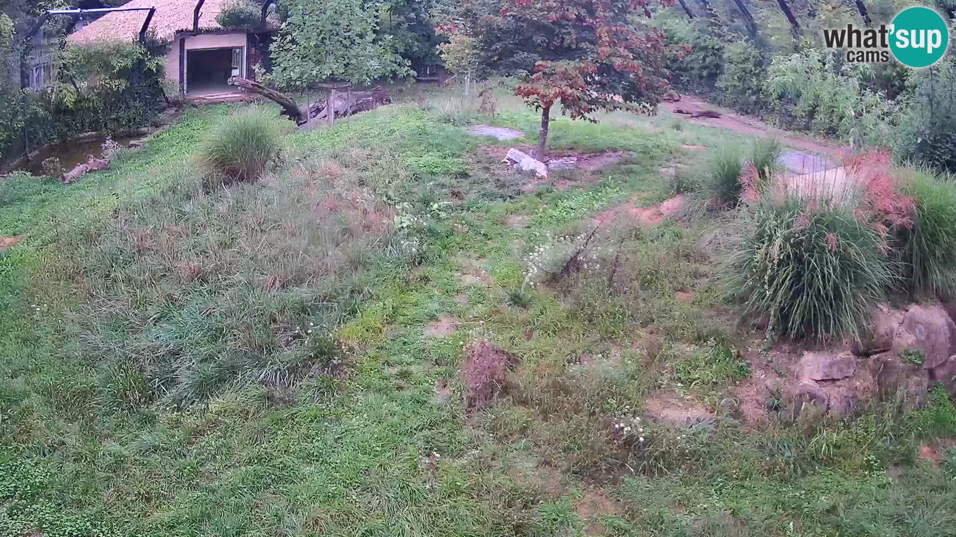 Ljubljana Zoo webcam Lion