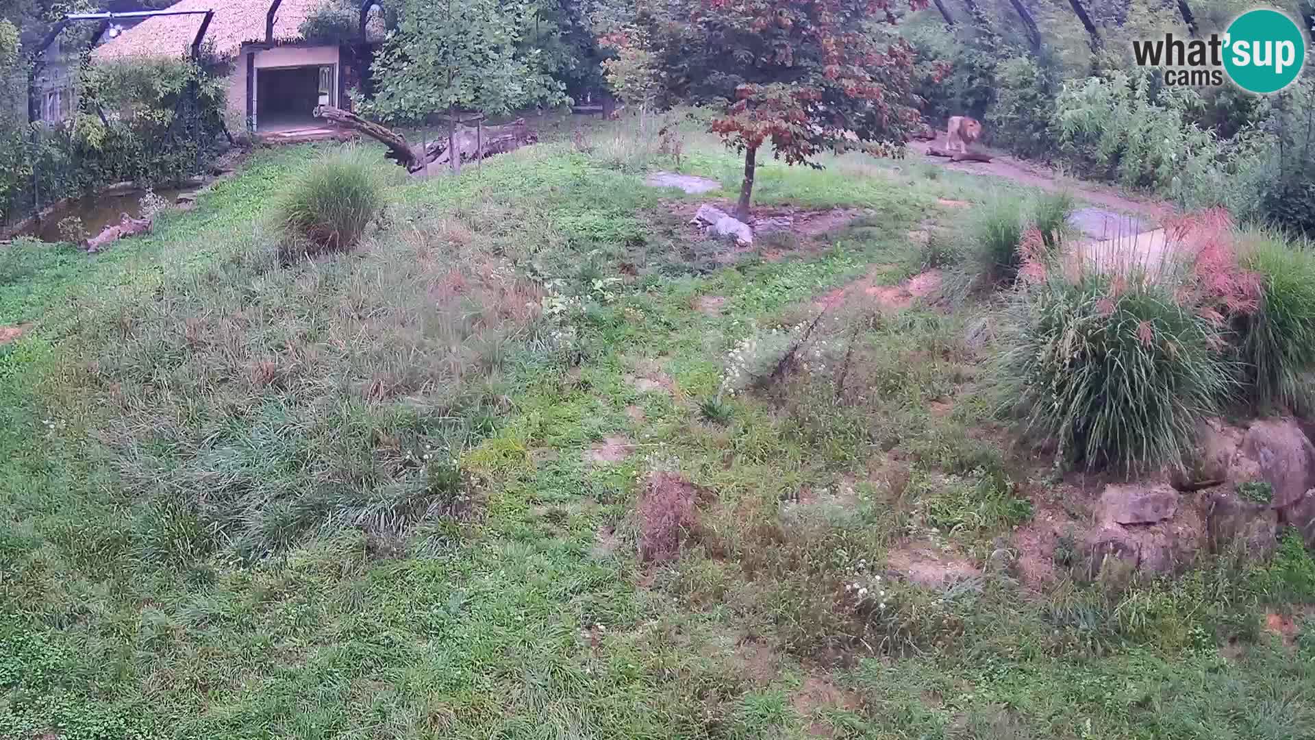 Zoo Ljubljana webcam Löwen