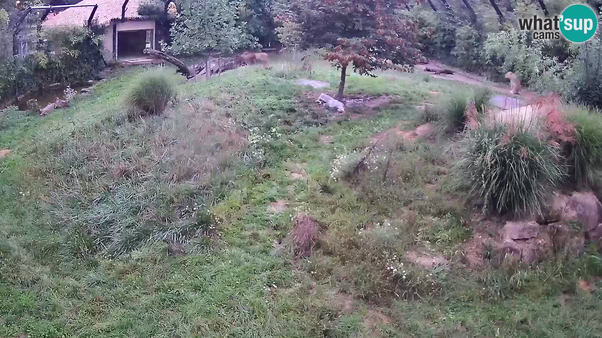 Zoo Ljubljana web kamera Lavovi
