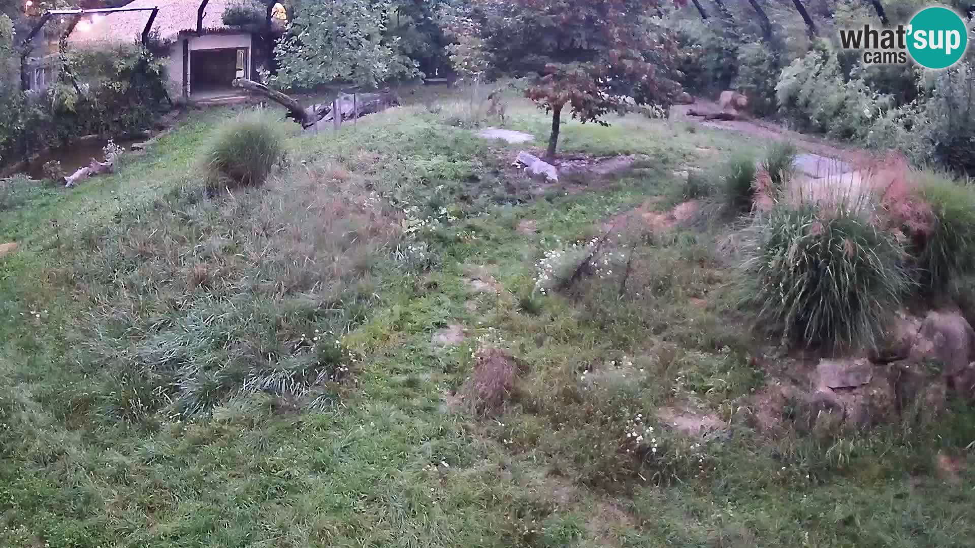 Ljubljana Zoo webcam Lion