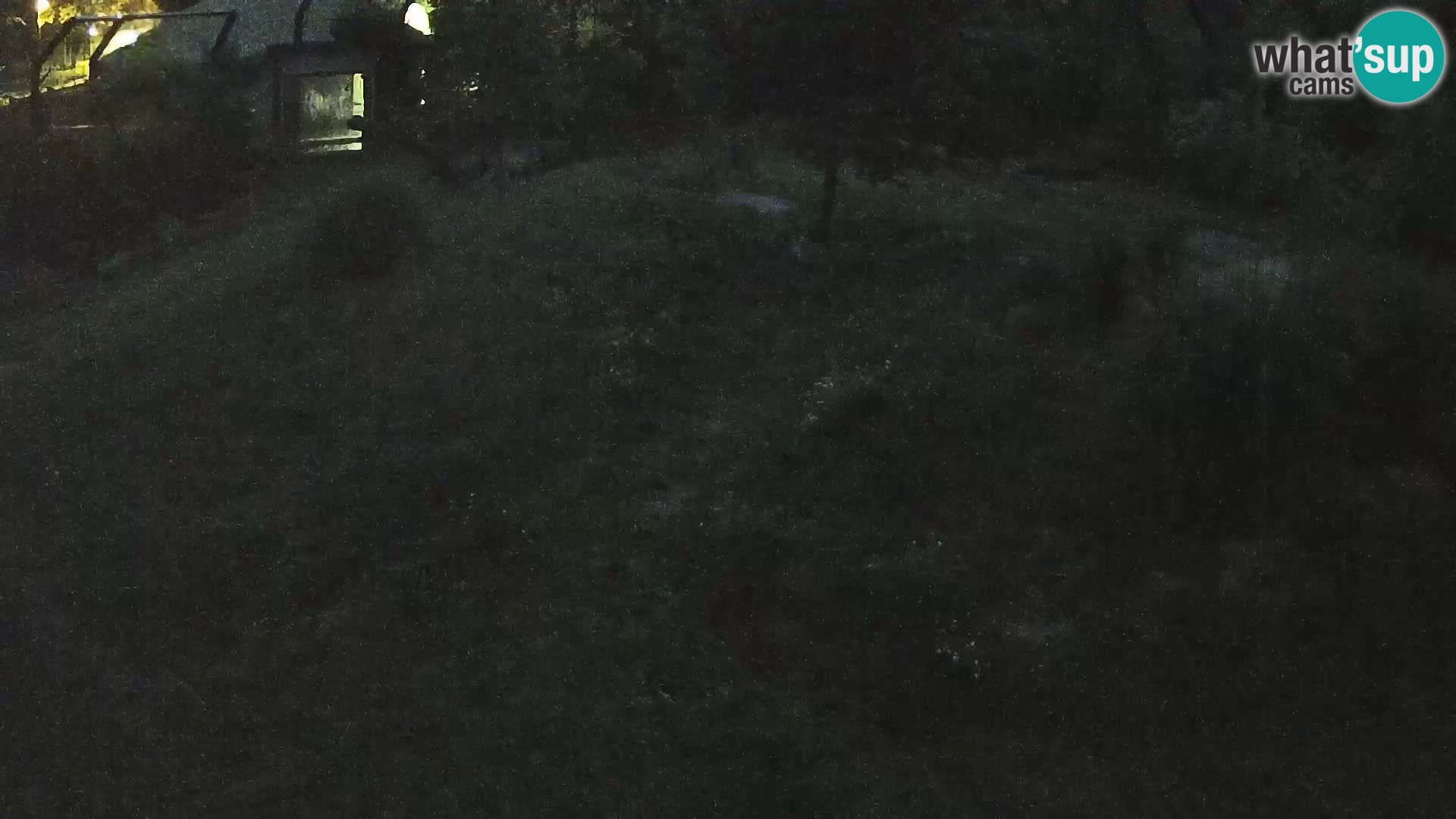 Live Ljubljana Zoo webcam Lion