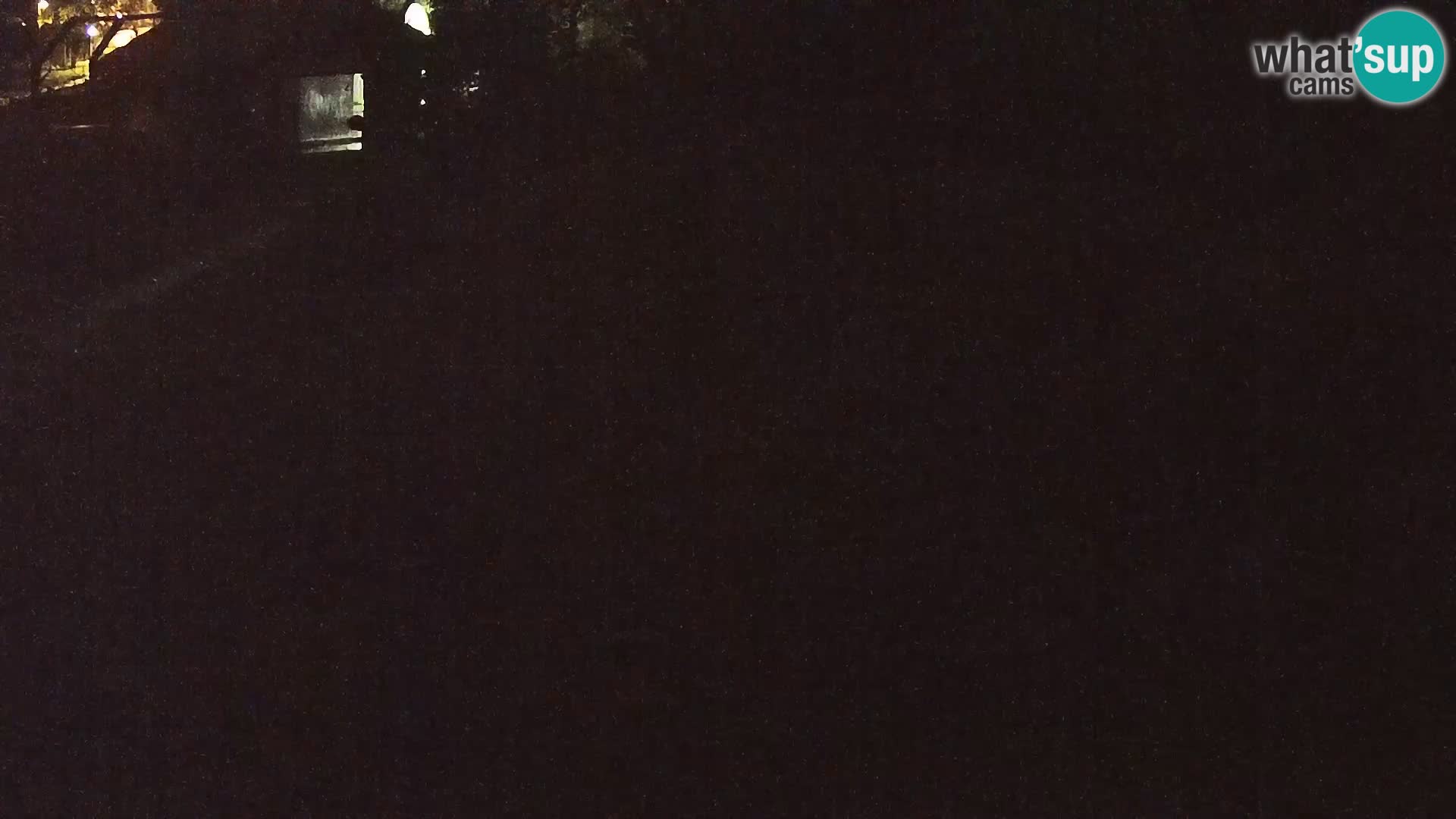Live Ljubljana Zoo webcam Lion