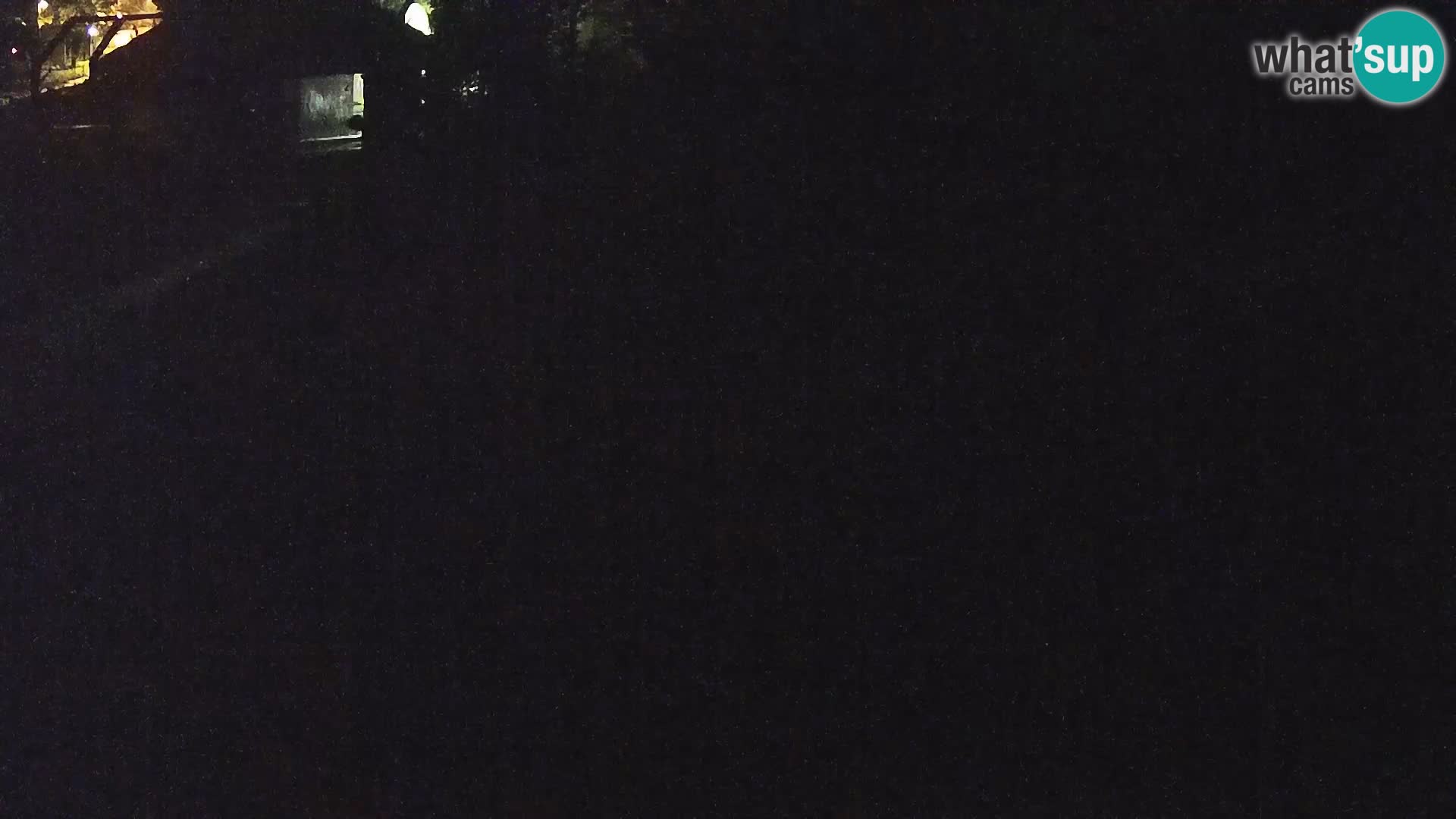 Live Ljubljana Zoo webcam Lion