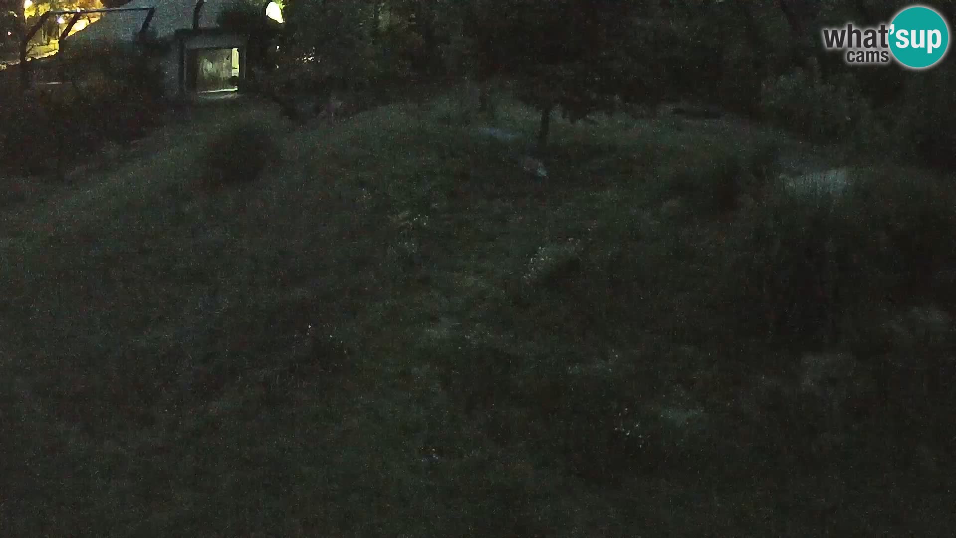 Zoo Ljubljana webcam Löwen