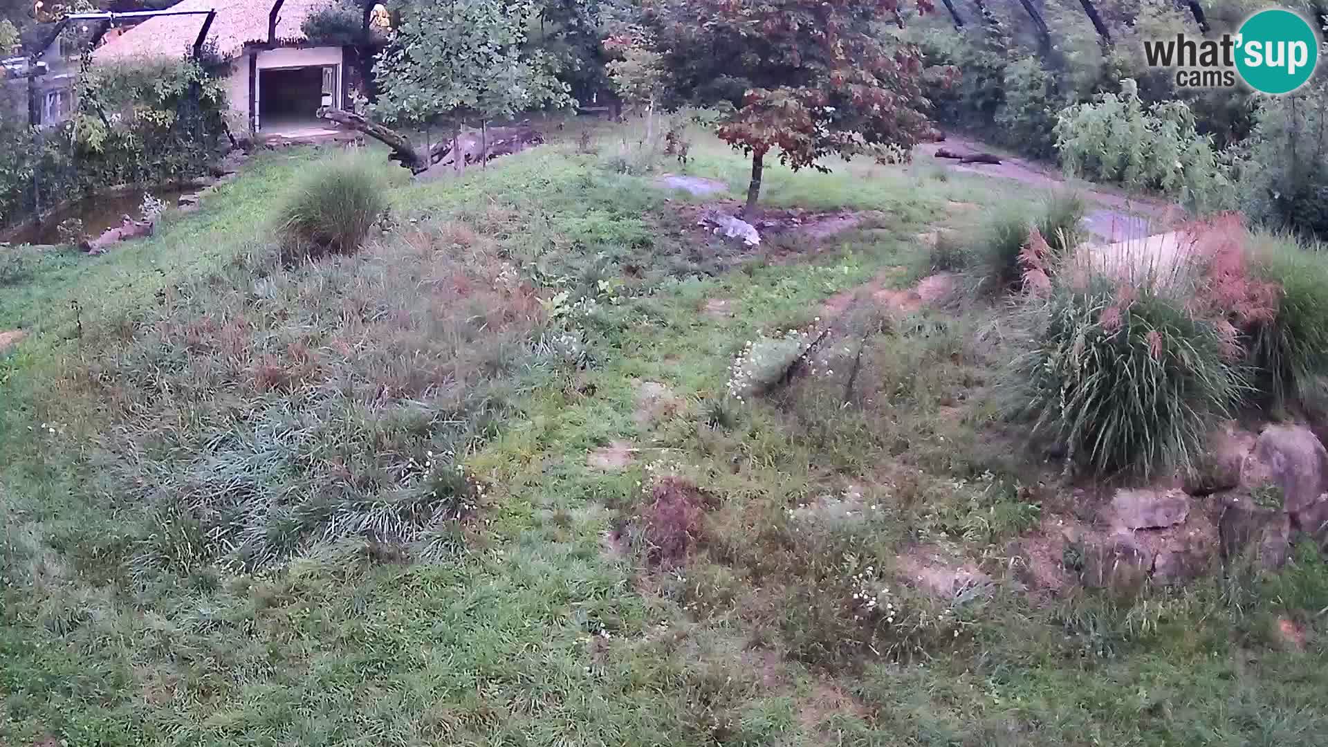 Zoo Lubiana live webcam Leoni