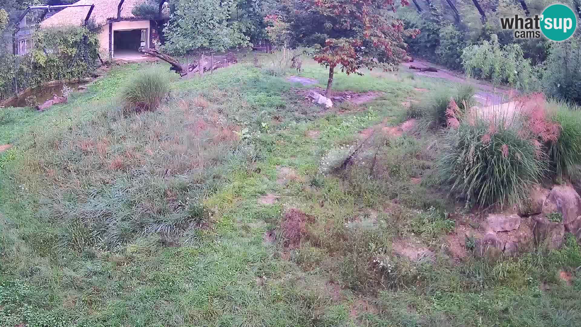 Live Ljubljana Zoo webcam Lion