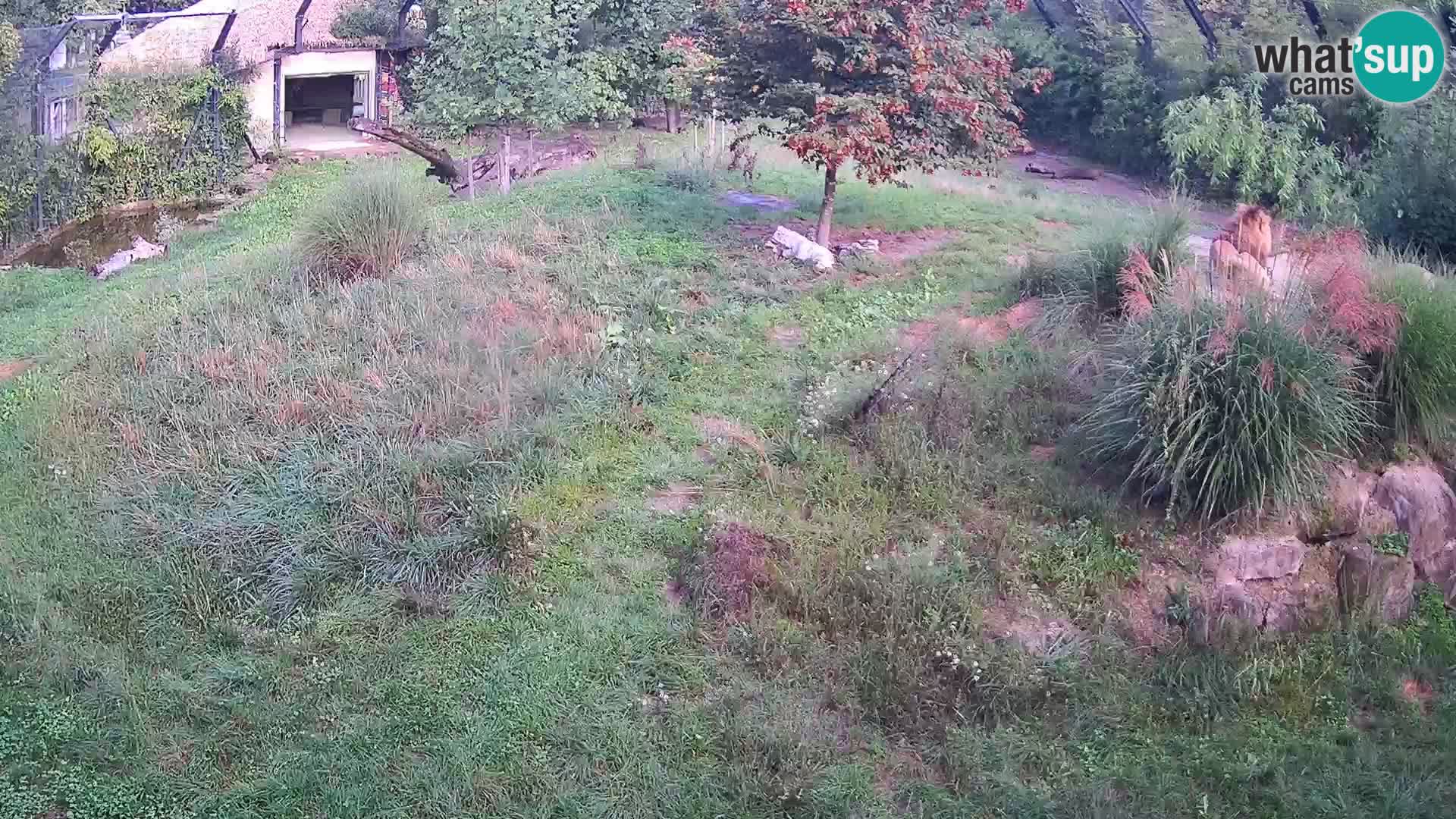 Live Ljubljana Zoo webcam Lion