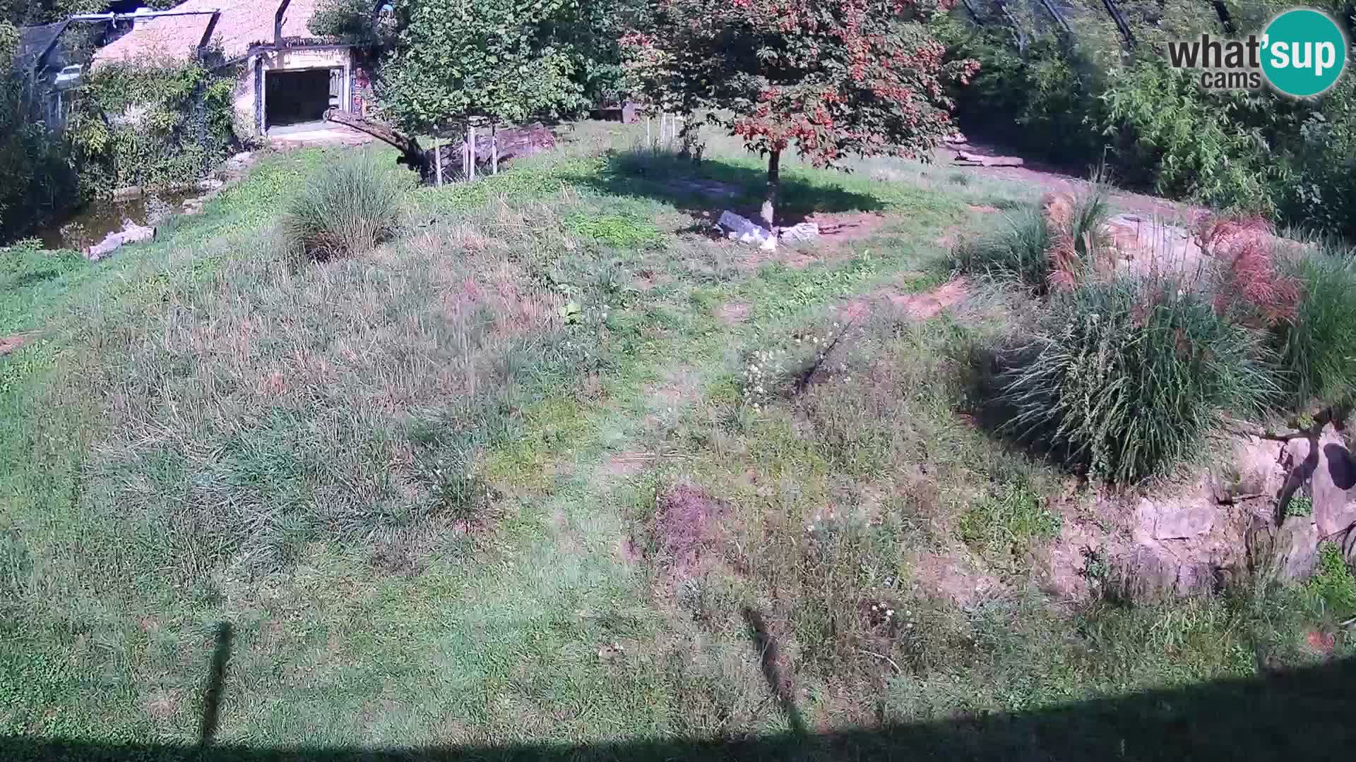 Zoo Ljubljana web kamera Lavovi