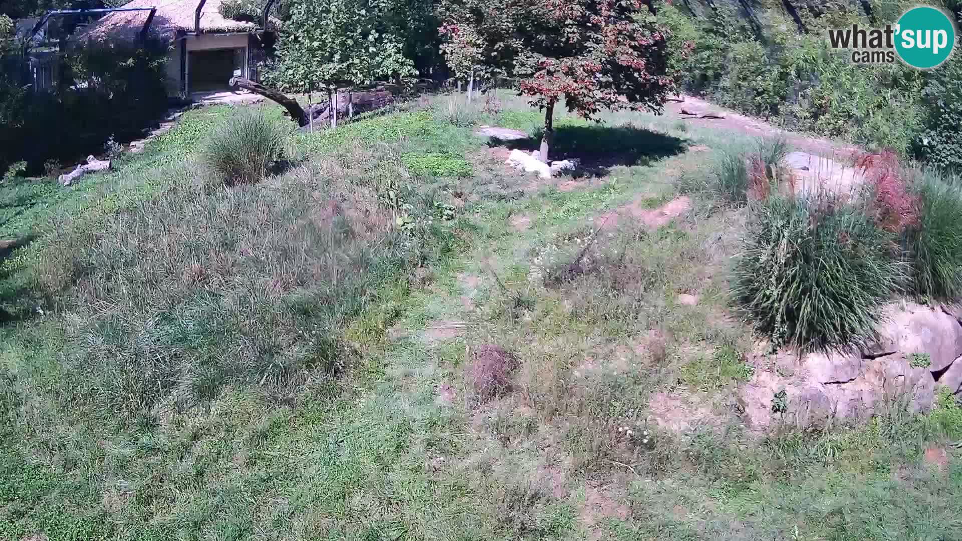 Live Ljubljana Zoo webcam Lion