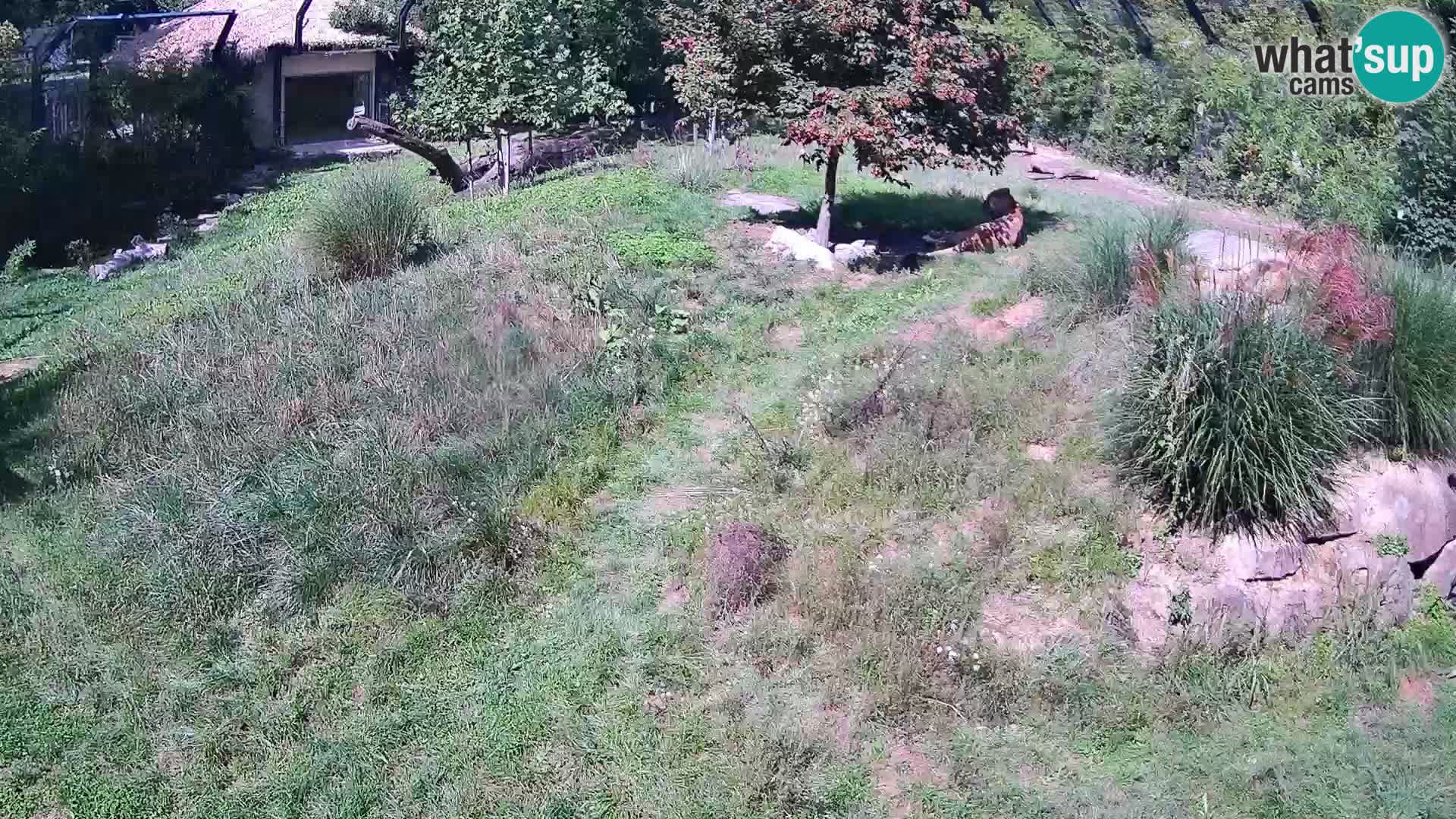 Ljubljana Zoo webcam Lion