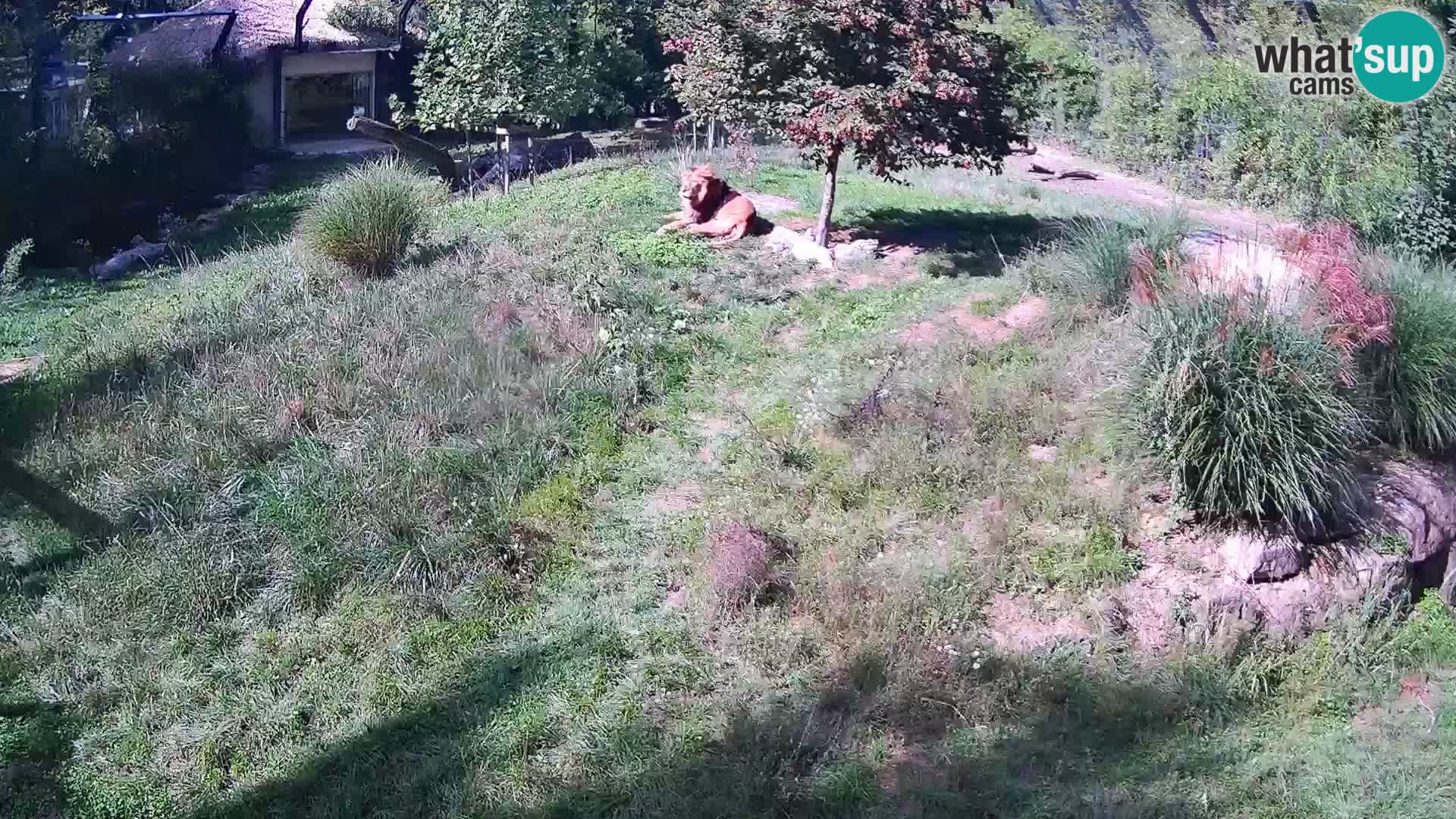 Live Ljubljana Zoo webcam Lion