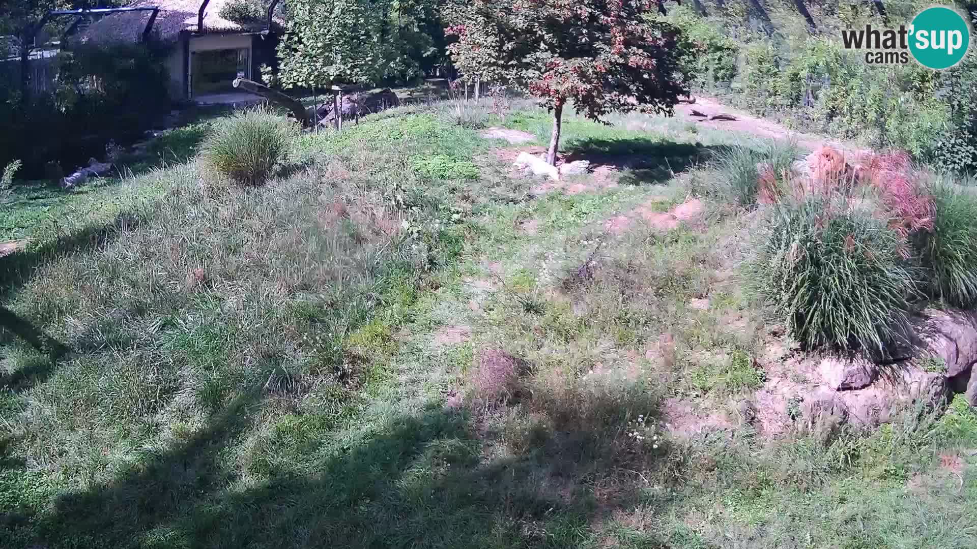 Zoo Ljubljana camera en vivo Leones