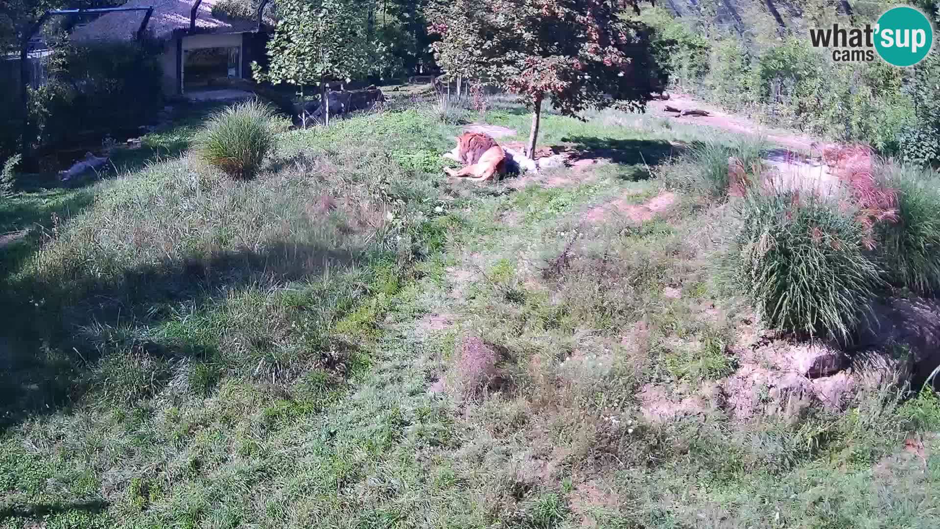 Ljubljana Zoo webcam Lion