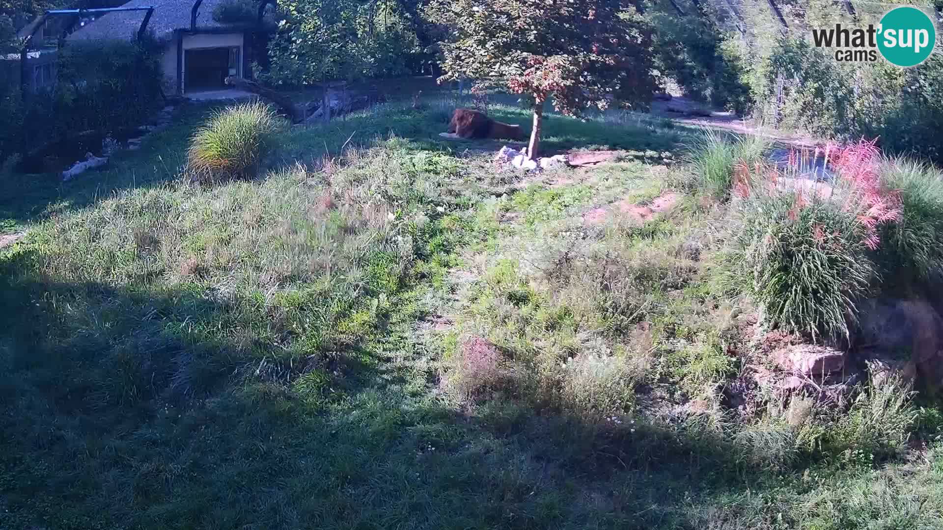 Live Ljubljana Zoo webcam Lion