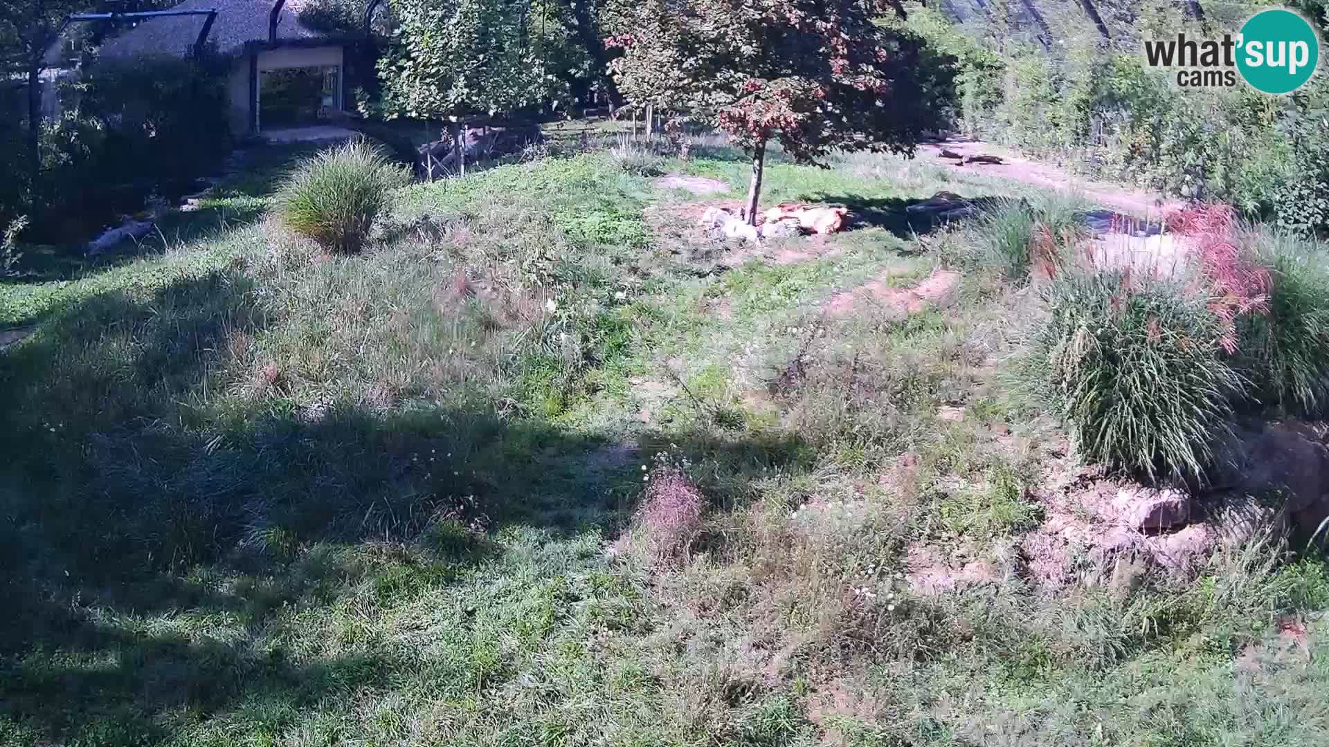Zoo Lubiana live webcam Leoni