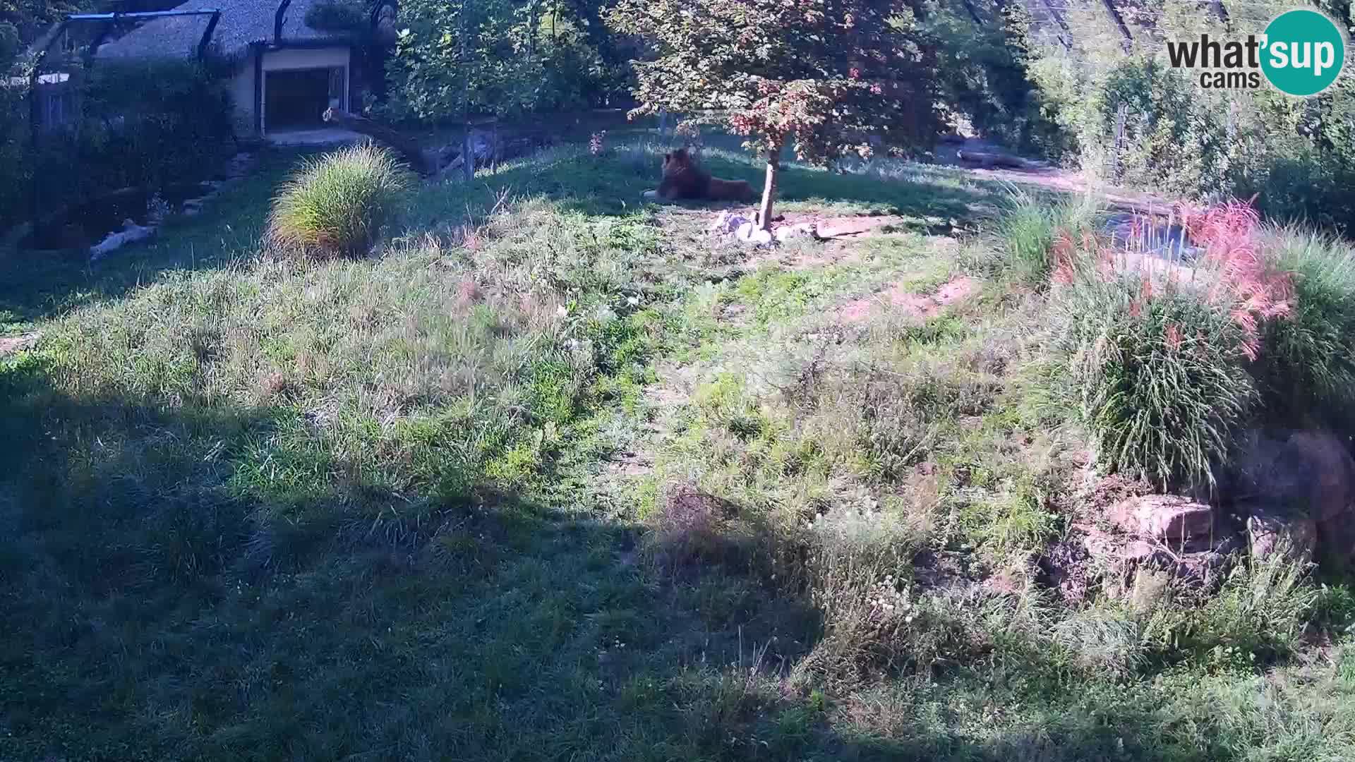 Zoo Ljubljana webcam Löwen
