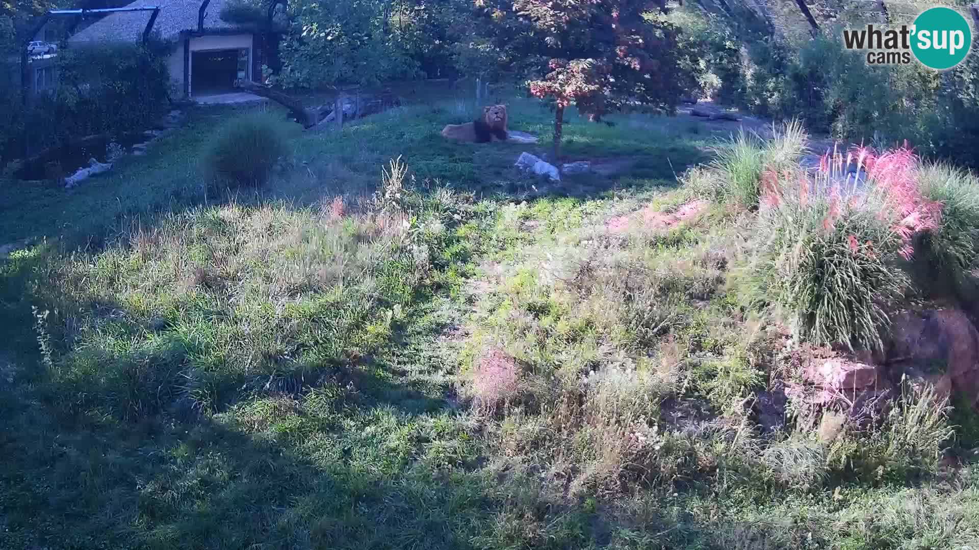 Zoo Lubiana live webcam Leoni