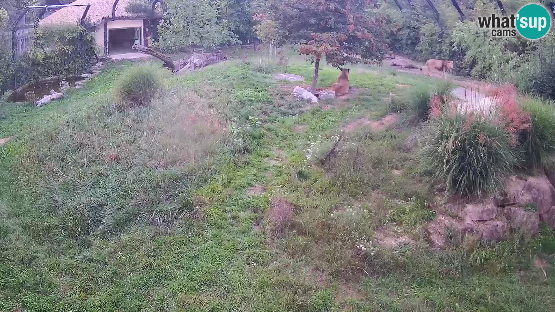 Zoo Ljubljana webcam Löwen