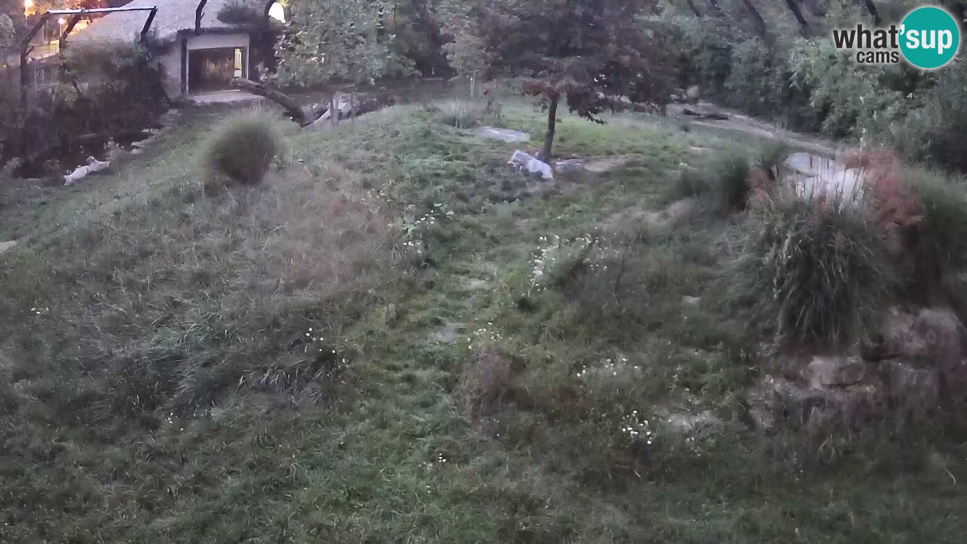 Zoo Ljubljana webcam Löwen