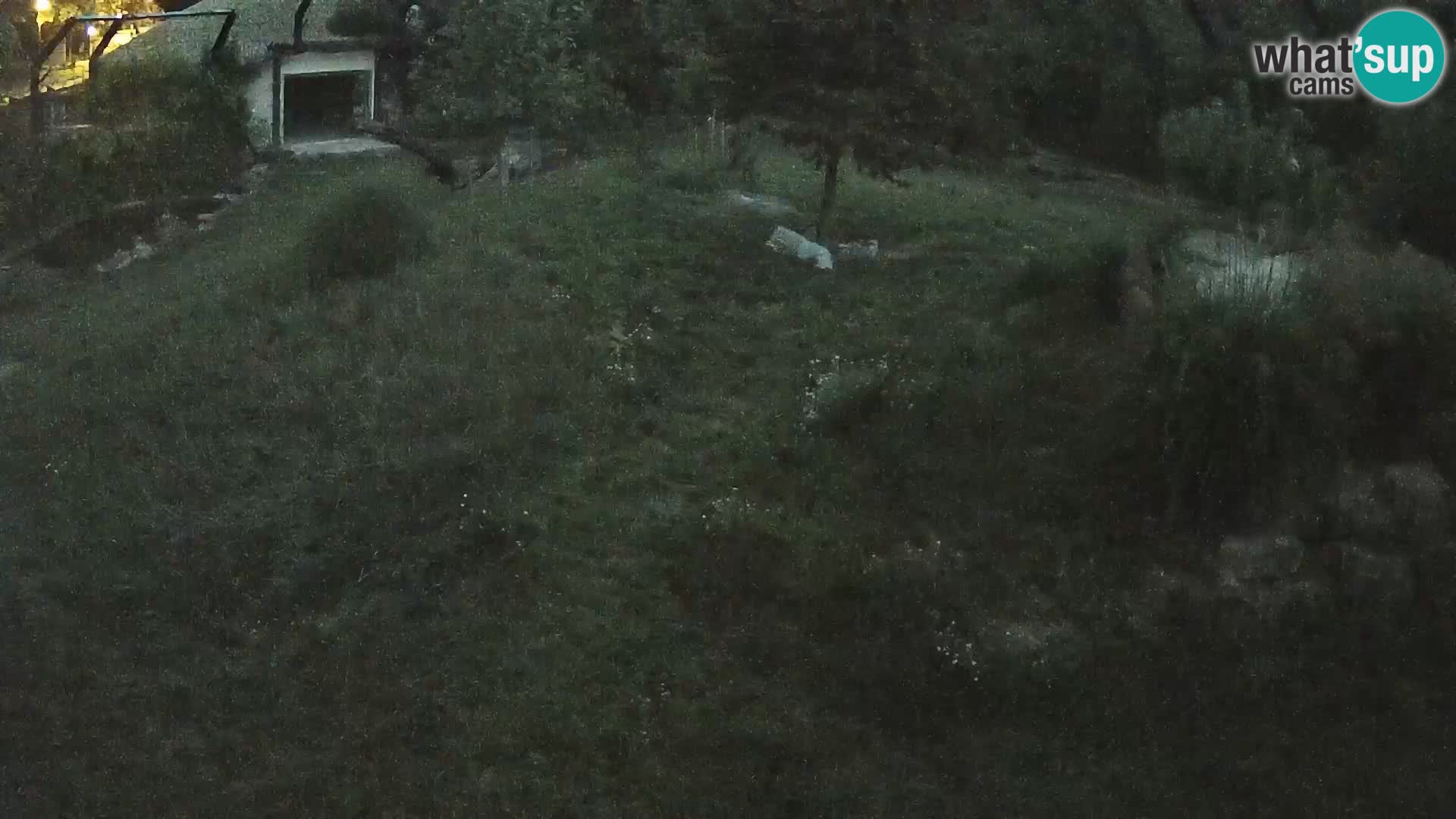 Zoo Ljubljana camera en vivo Leones