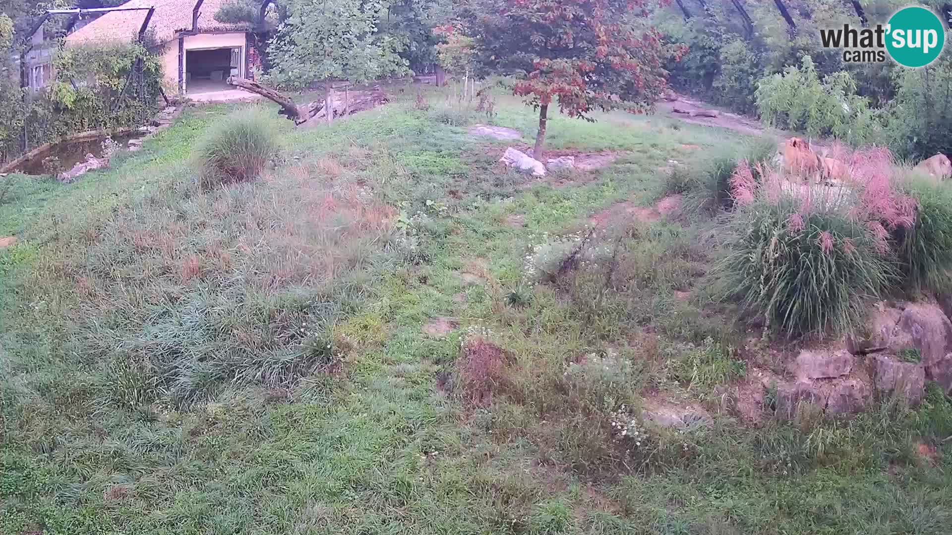 Zoo Ljubljana web kamera Lavovi