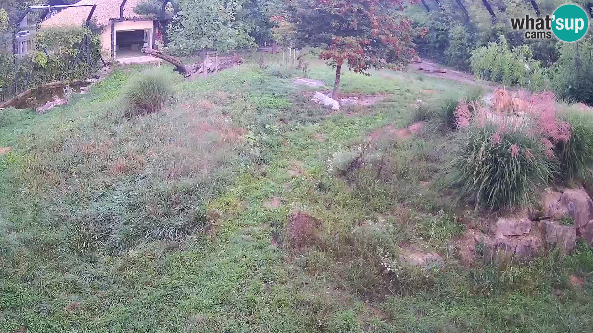 Zoo Lubiana live webcam Leoni