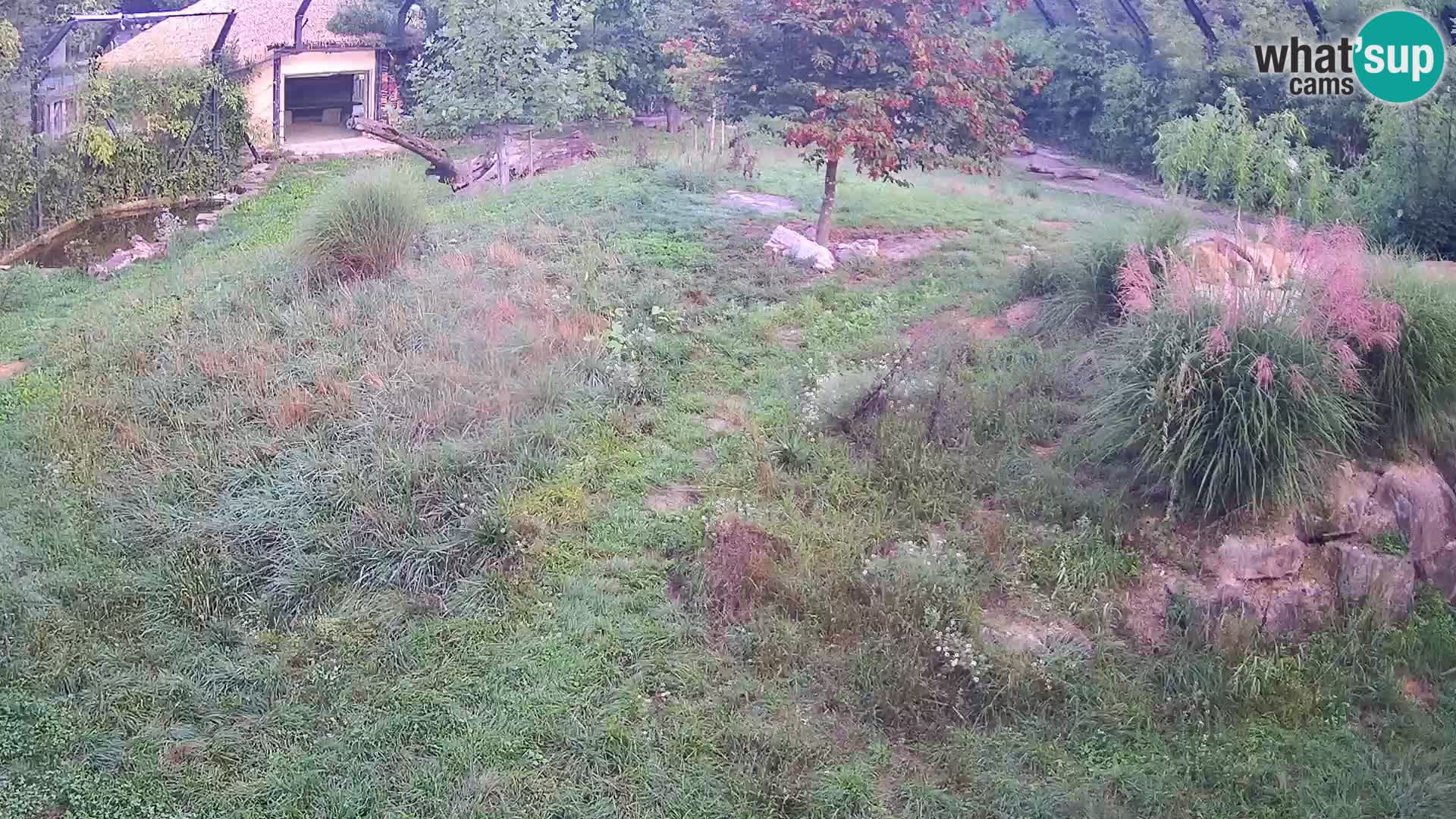 Zoo Ljubljana web kamera Lavovi