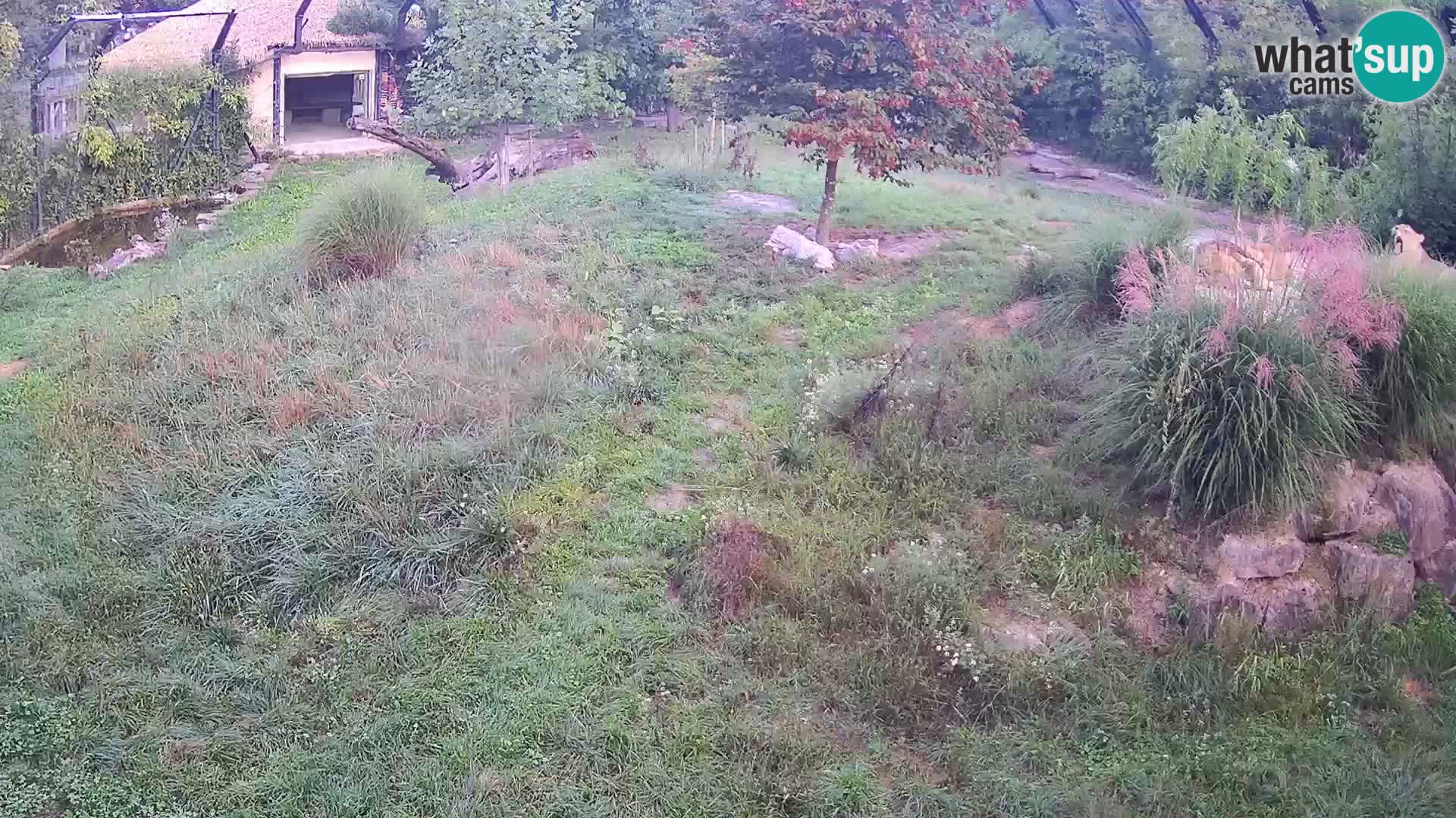 Zoo Ljubljana web kamera Lavovi