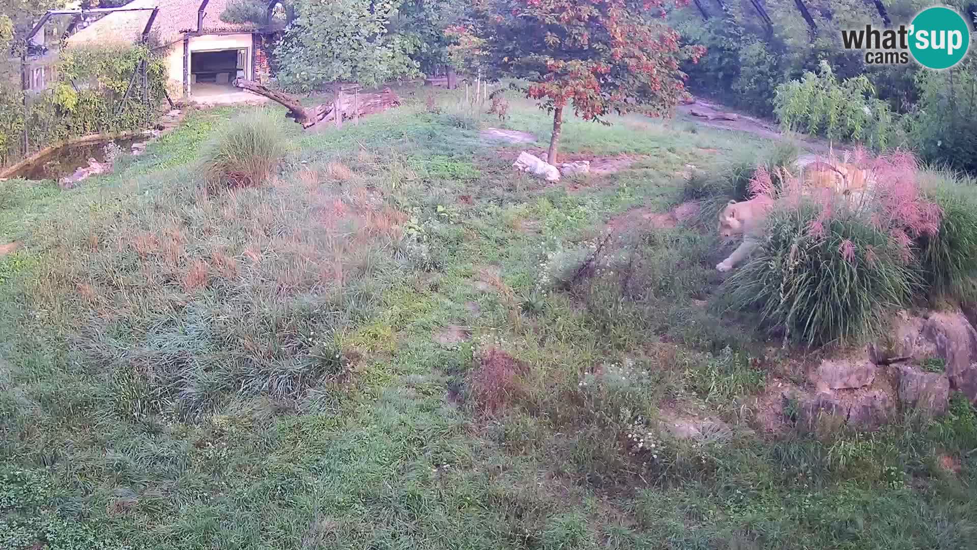 Zoo Ljubljana web kamera Lavovi