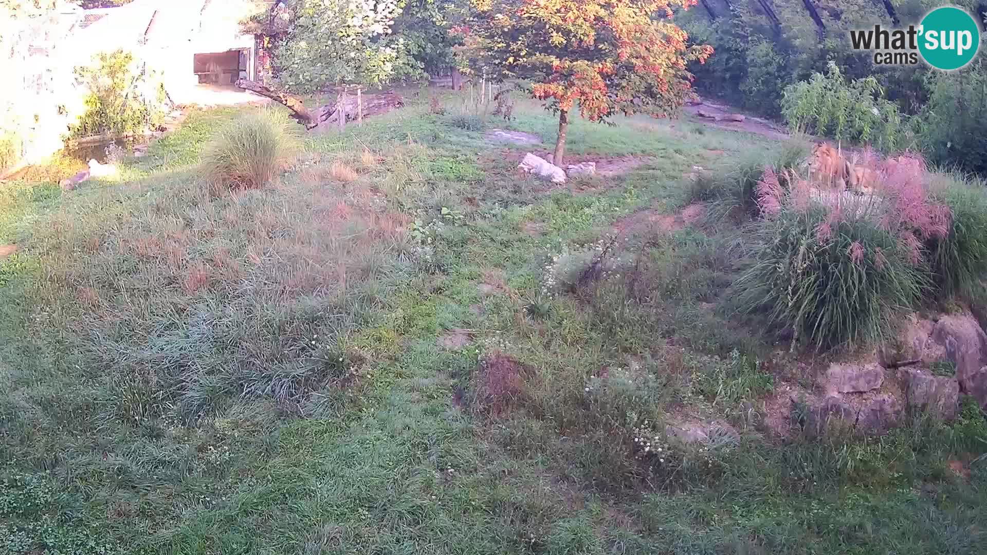 Live Ljubljana Zoo webcam Lion