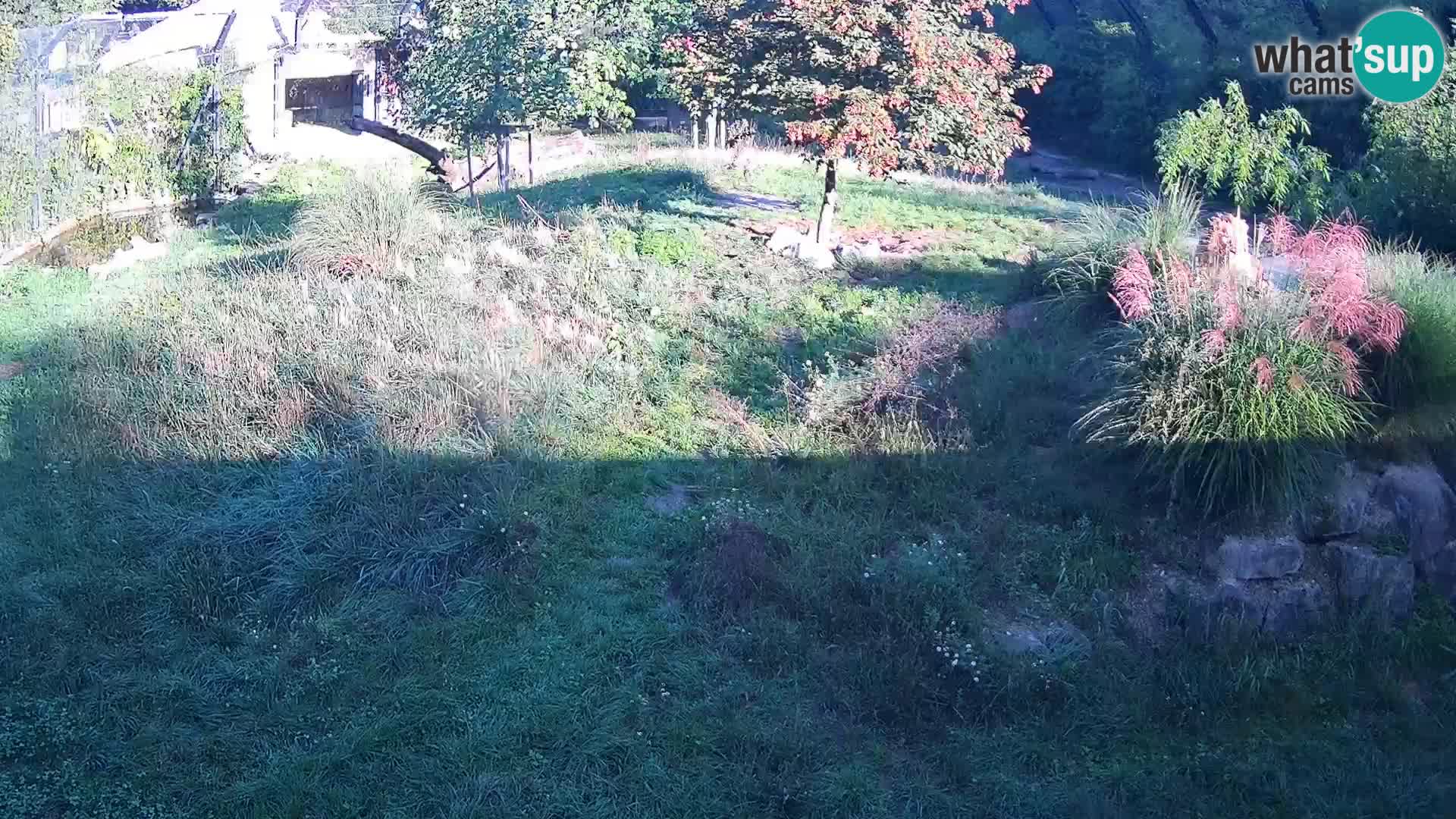 Zoo Ljubljana webcam Löwen