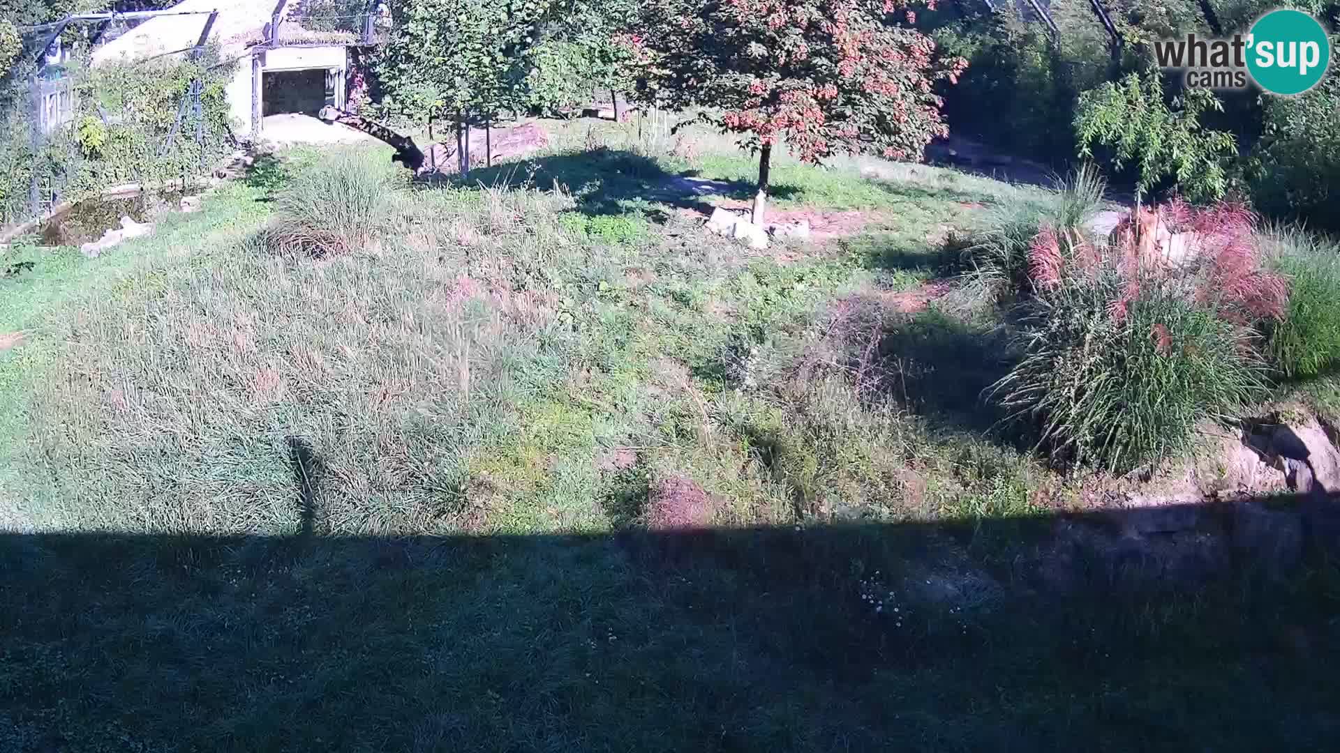 Zoo Ljubljana camera en vivo Leones