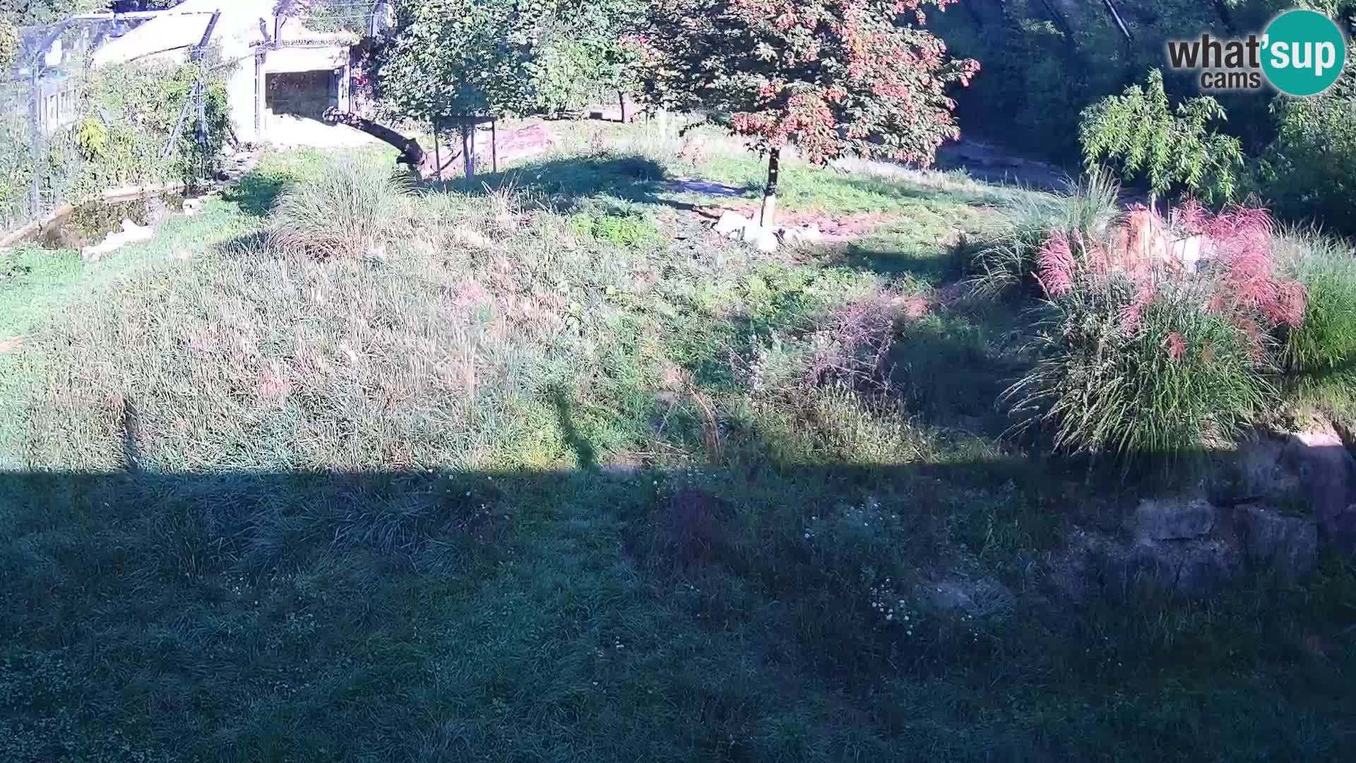 Zoo Ljubljana webcam Löwen