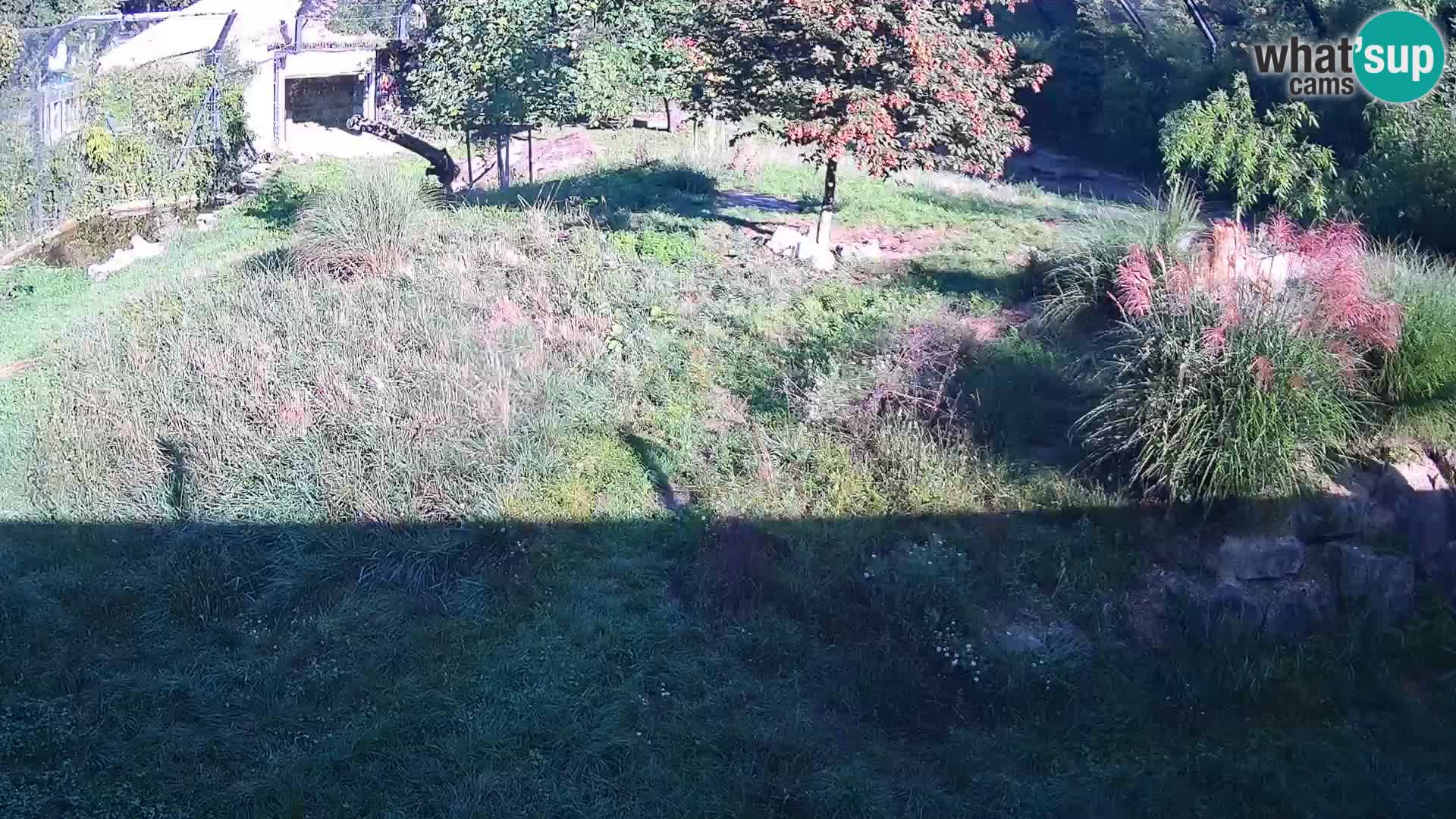Zoo Ljubljana webcam Löwen