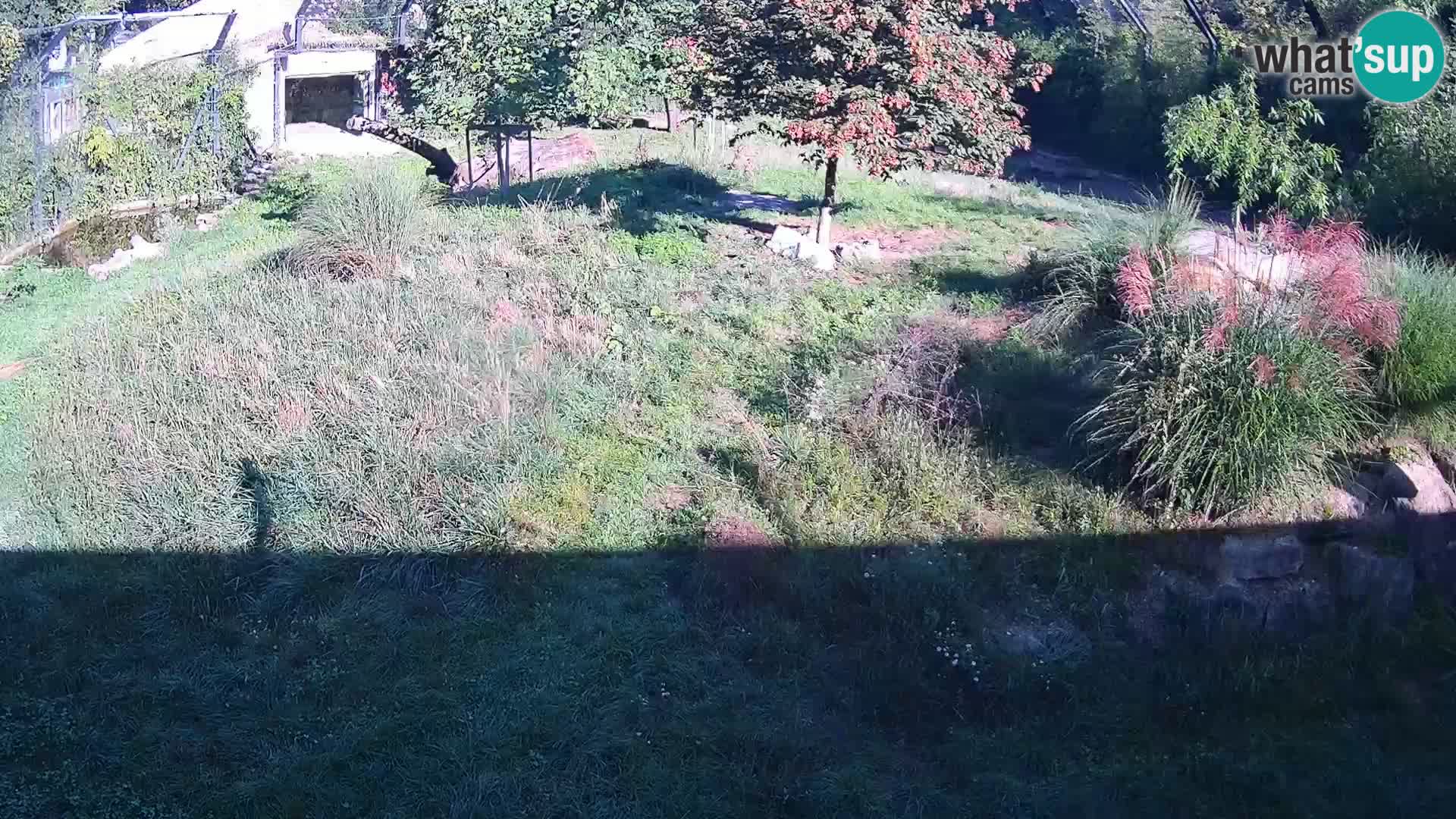 Ljubljana Zoo webcam Lion