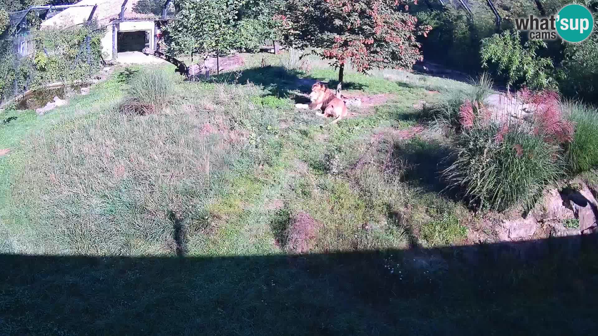 Zoo Ljubljana camera en vivo Leones