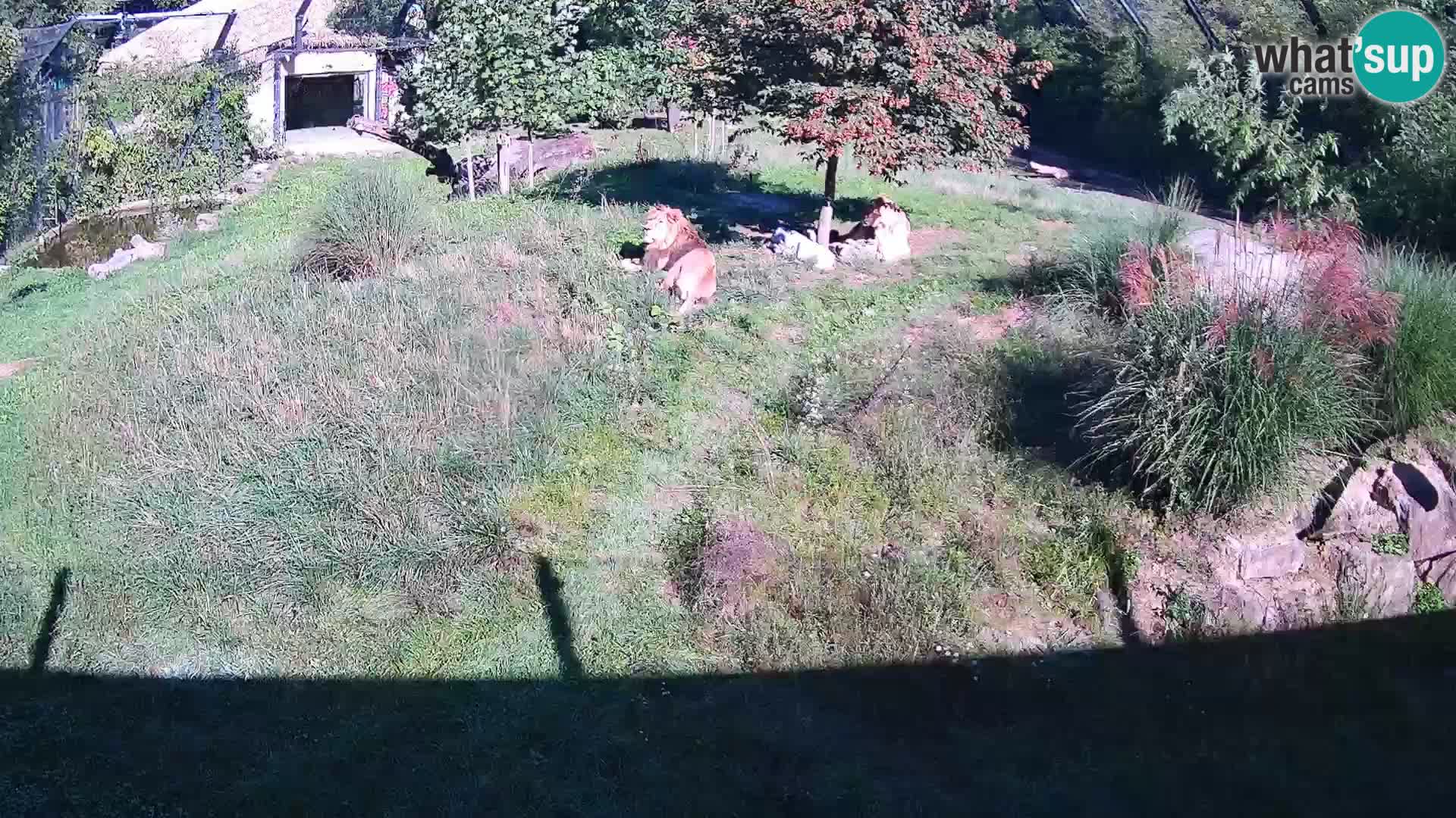 Live Ljubljana Zoo webcam Lion